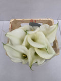 Farm Fresh Calla/Zantedeschia Capt Ventura(Bunch of 10stems, length 60cm)