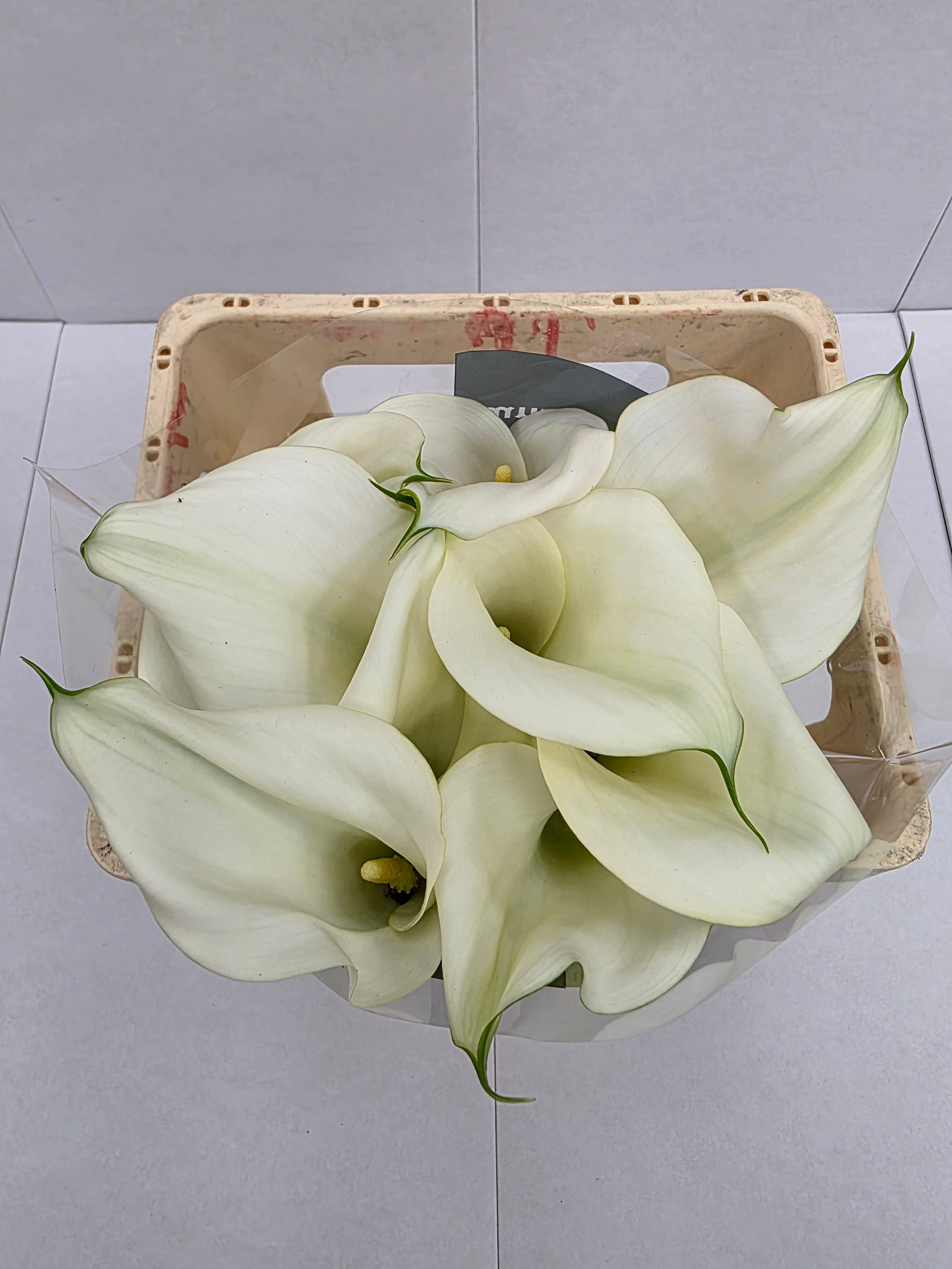 Farm Fresh Calla/Zantedeschia Capt Ventura(Bunch of 10stems, length 60cm)