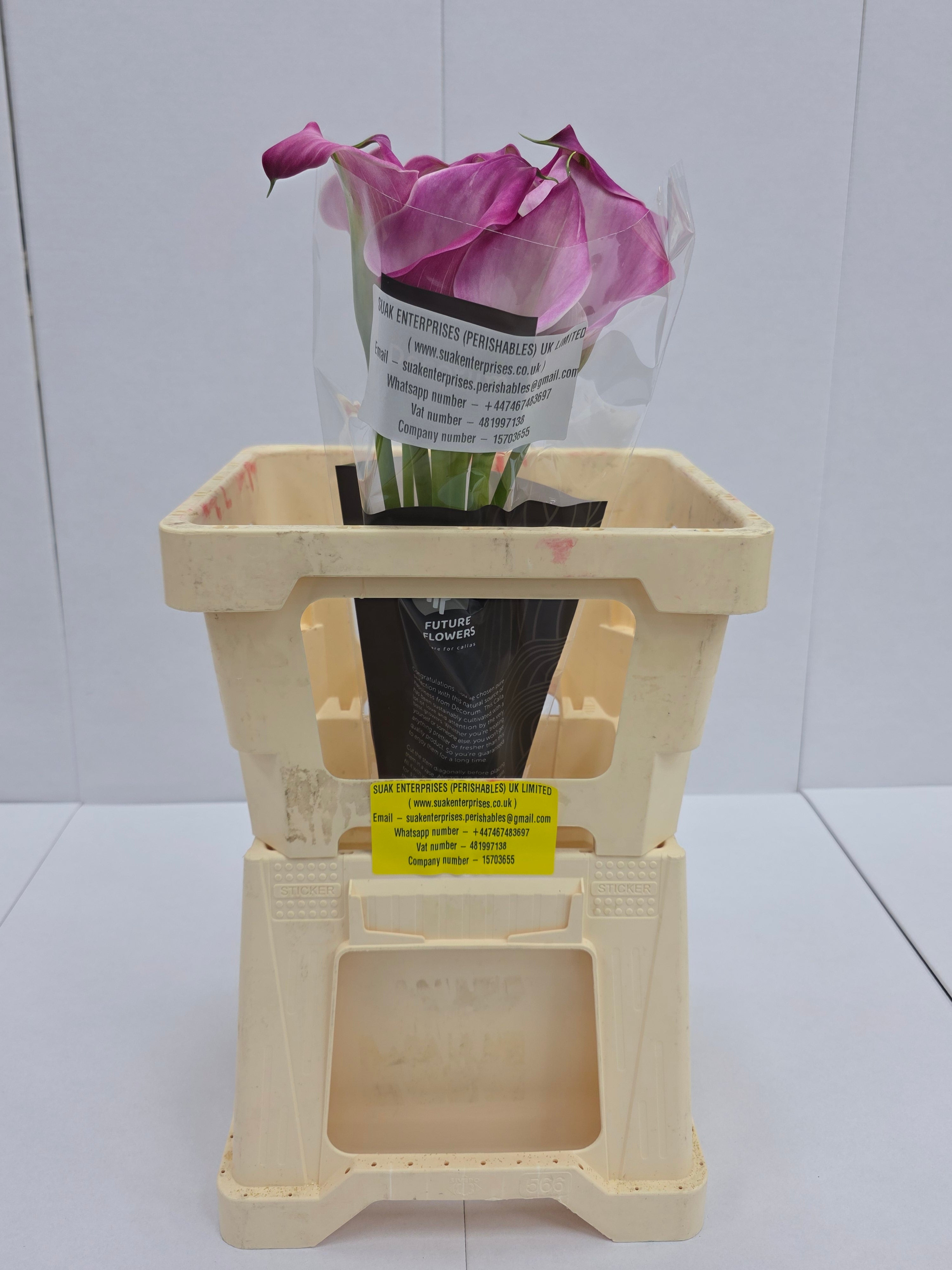 Farm Fresh Calla/Zantedeschia Zazu(Bunch of 10stems, length 60cm)