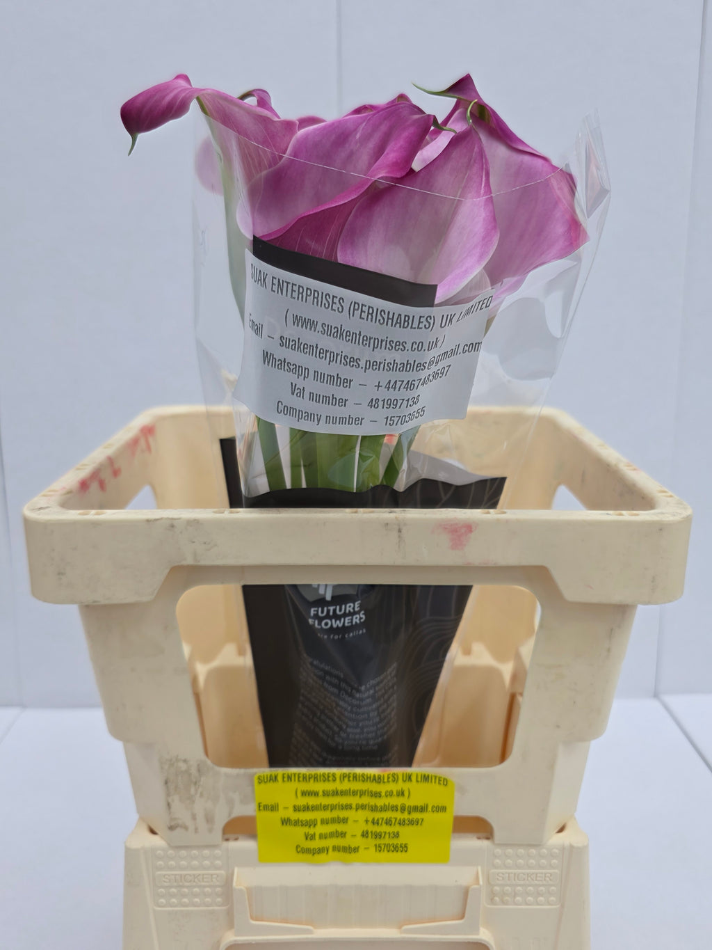 Farm Fresh Calla/Zantedeschia Zazu(Bunch of 10stems, length 60cm)