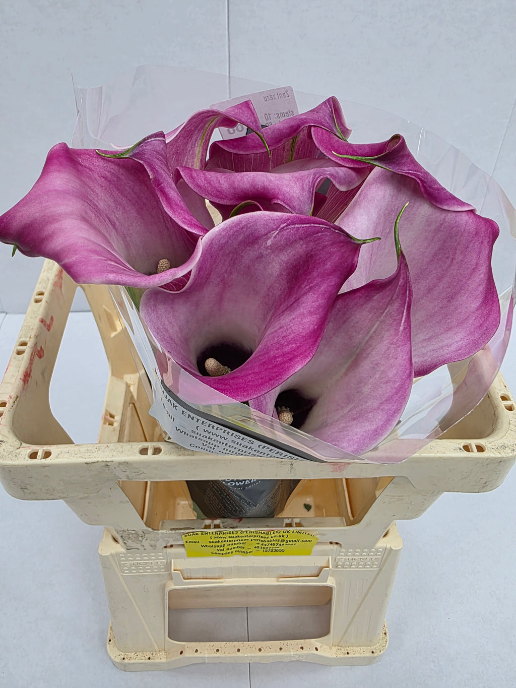 Farm Fresh Calla/Zantedeschia Zazu(Bunch of 10stems, length 60cm)