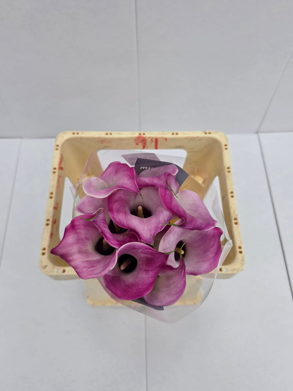 Farm Fresh Calla/Zantedeschia Zazu(Bunch of 10stems, length 60cm)
