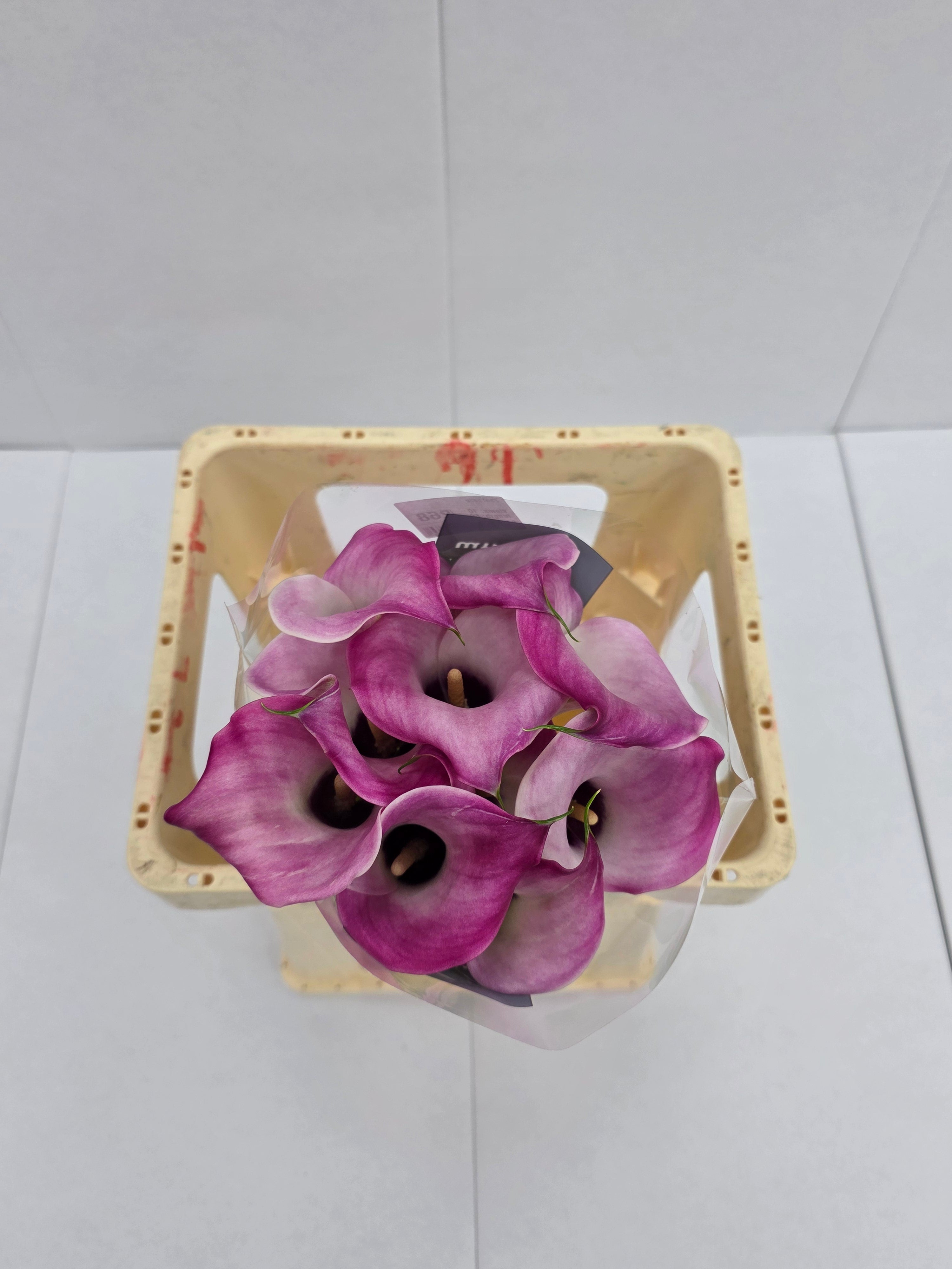 Farm Fresh Calla/Zantedeschia Zazu(Bunch of 10stems, length 60cm)