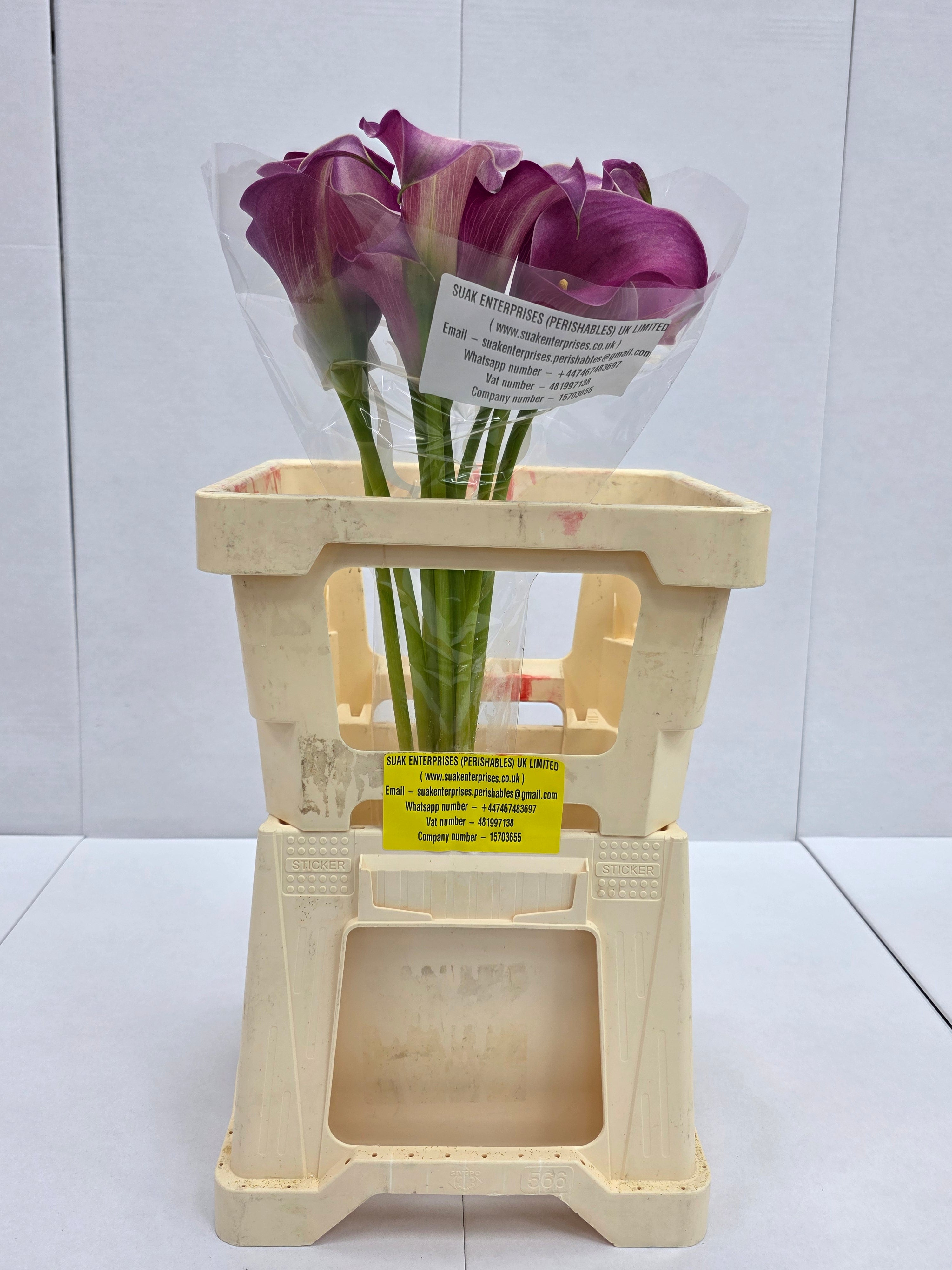 Farm Fresh Calla/Zantedeschia Capt Romance(Bunch of 10stems, length 60cm)