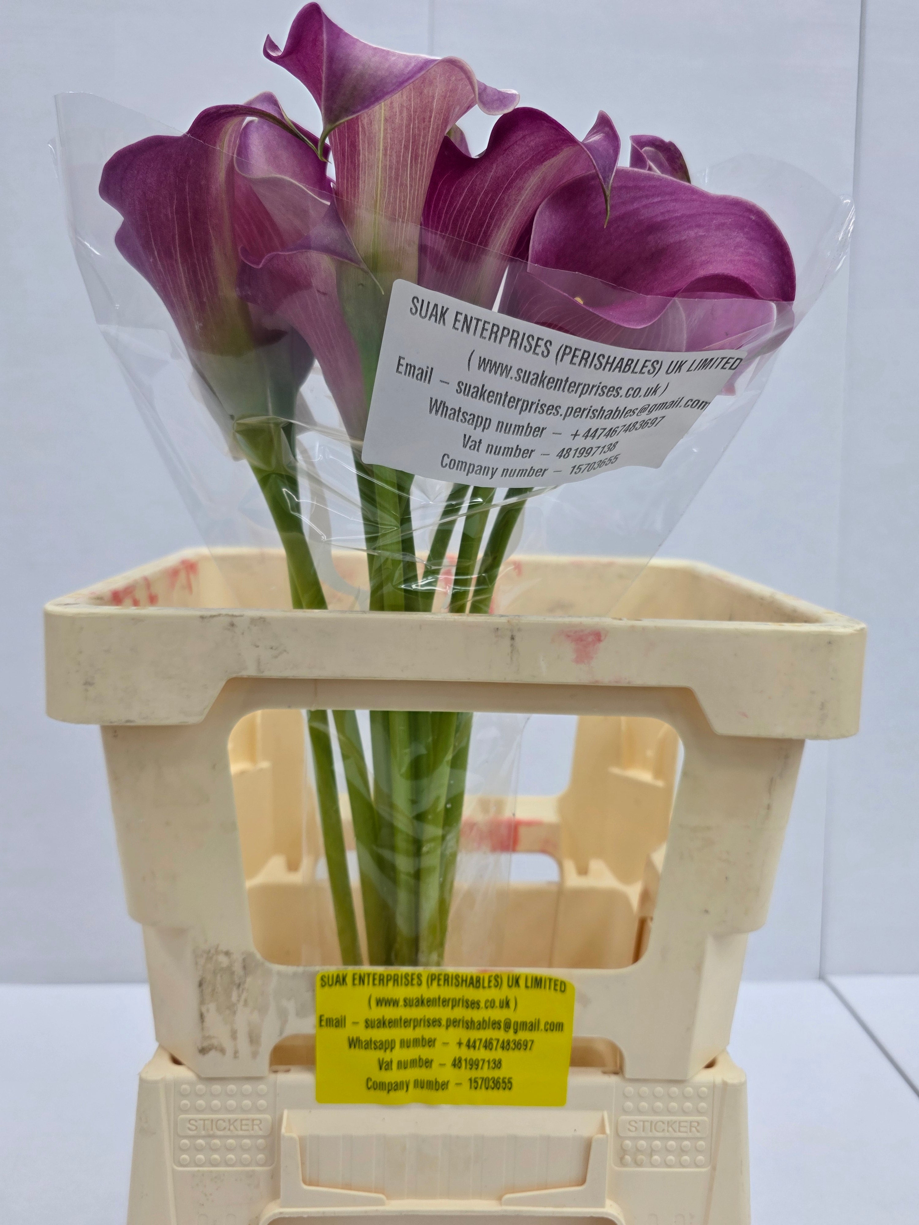 Farm Fresh Calla/Zantedeschia Capt Romance(Bunch of 10stems, length 60cm)