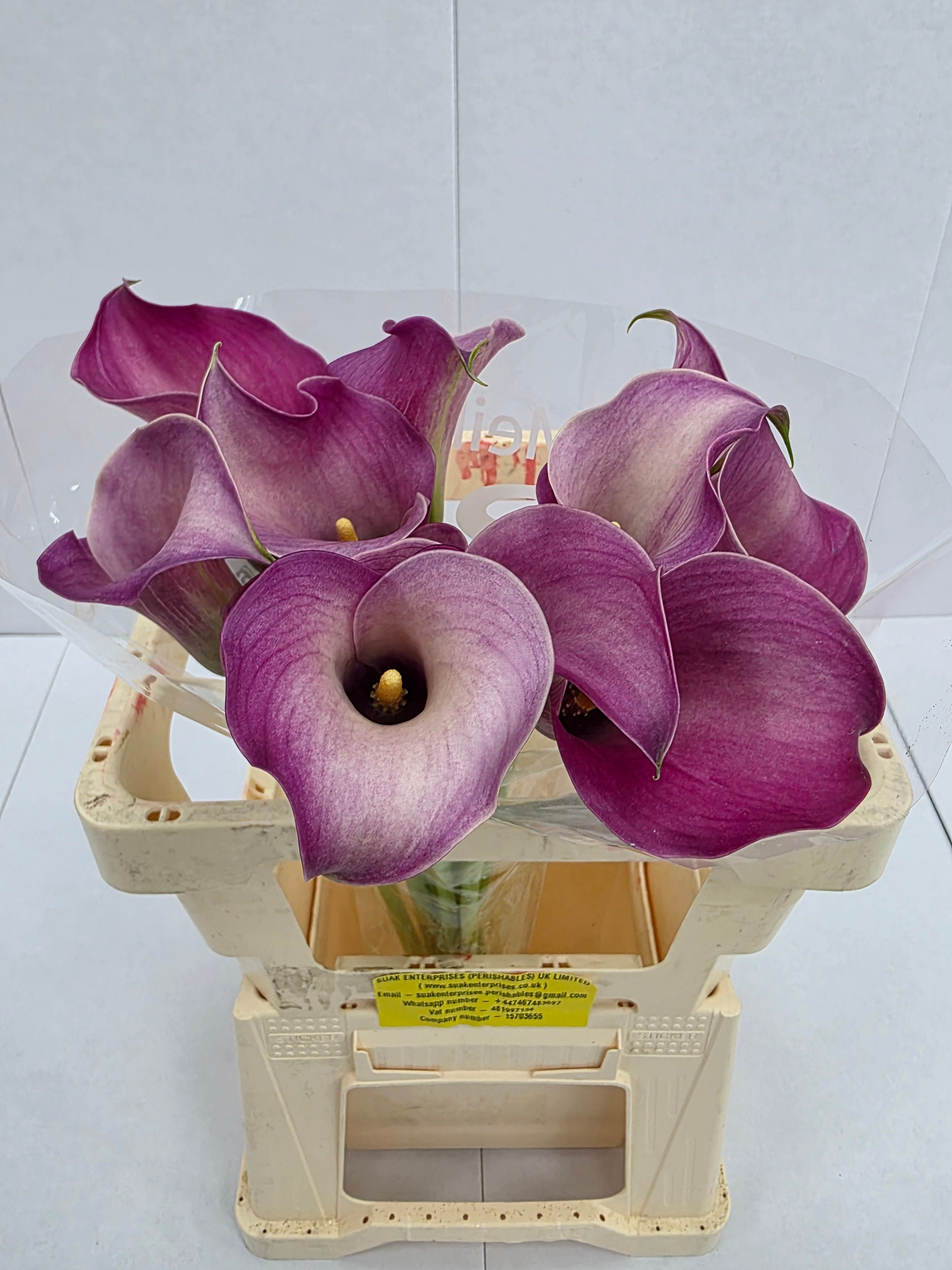 Farm Fresh Calla/Zantedeschia Capt Romance(Bunch of 10stems, length 60cm)