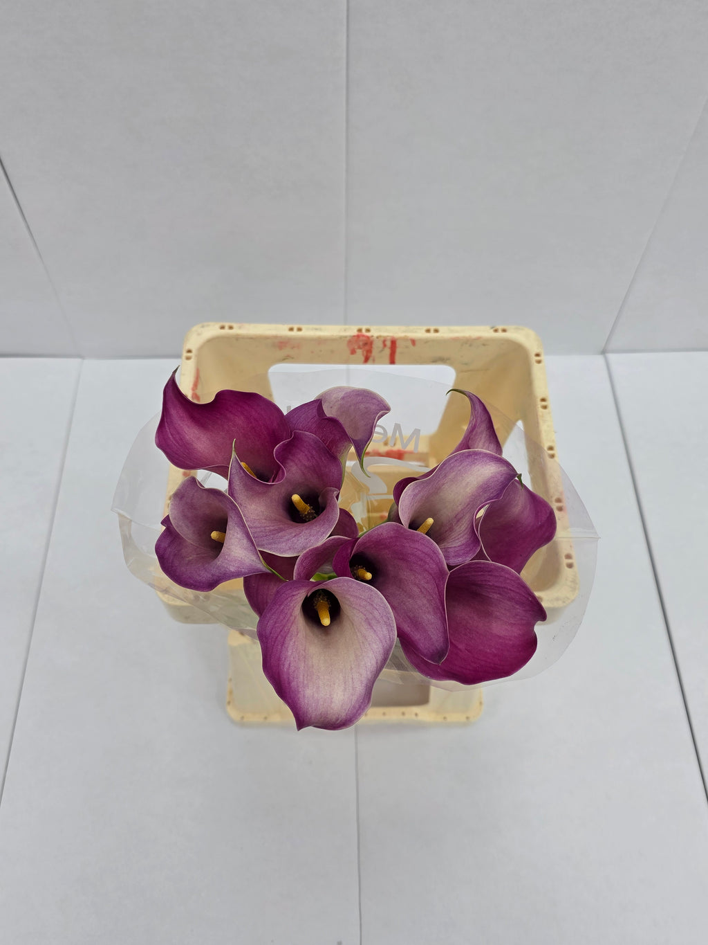 Farm Fresh Calla/Zantedeschia Capt Romance(Bunch of 10stems, length 60cm)