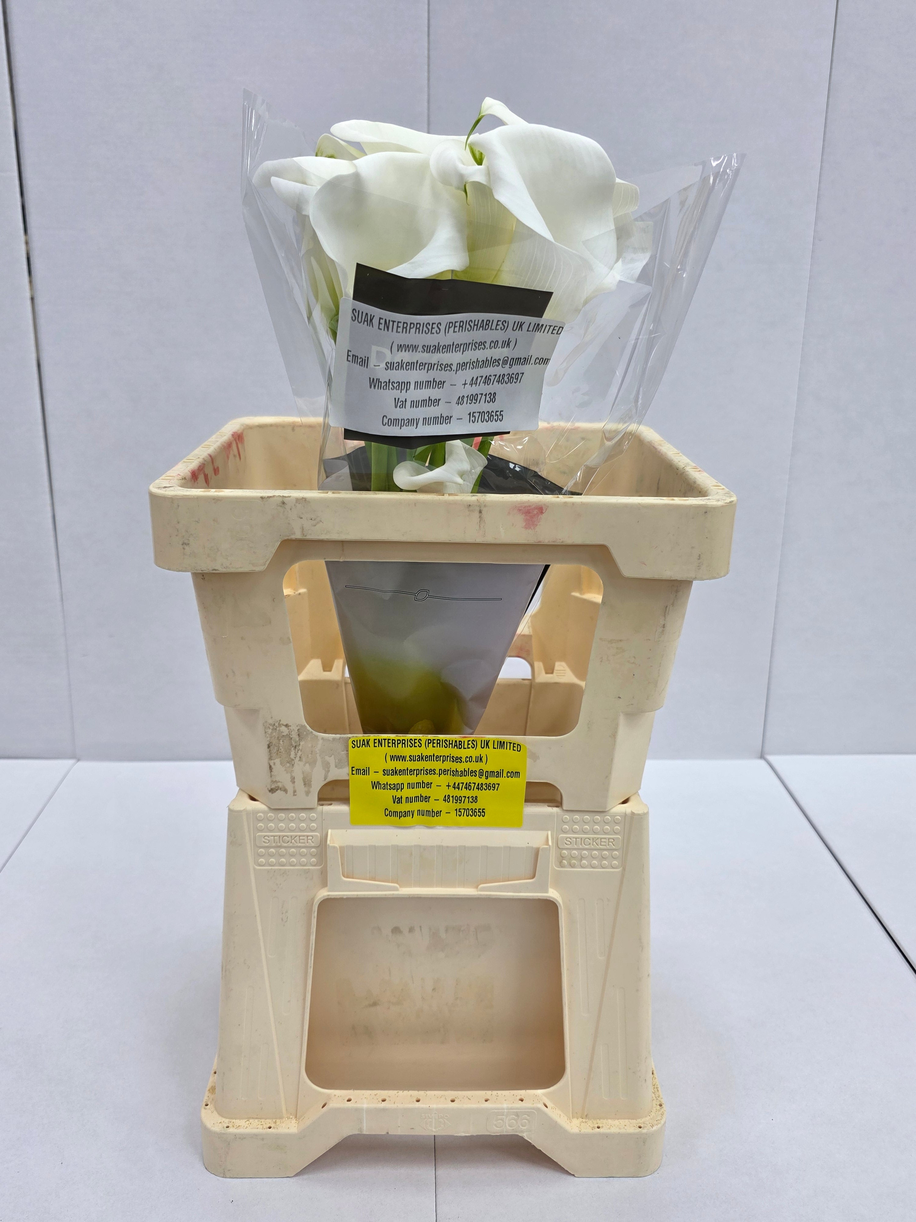 Farm Fresh Calla/Zantedeschia Ivory Art(Bunch of 10stems, length 60cm)