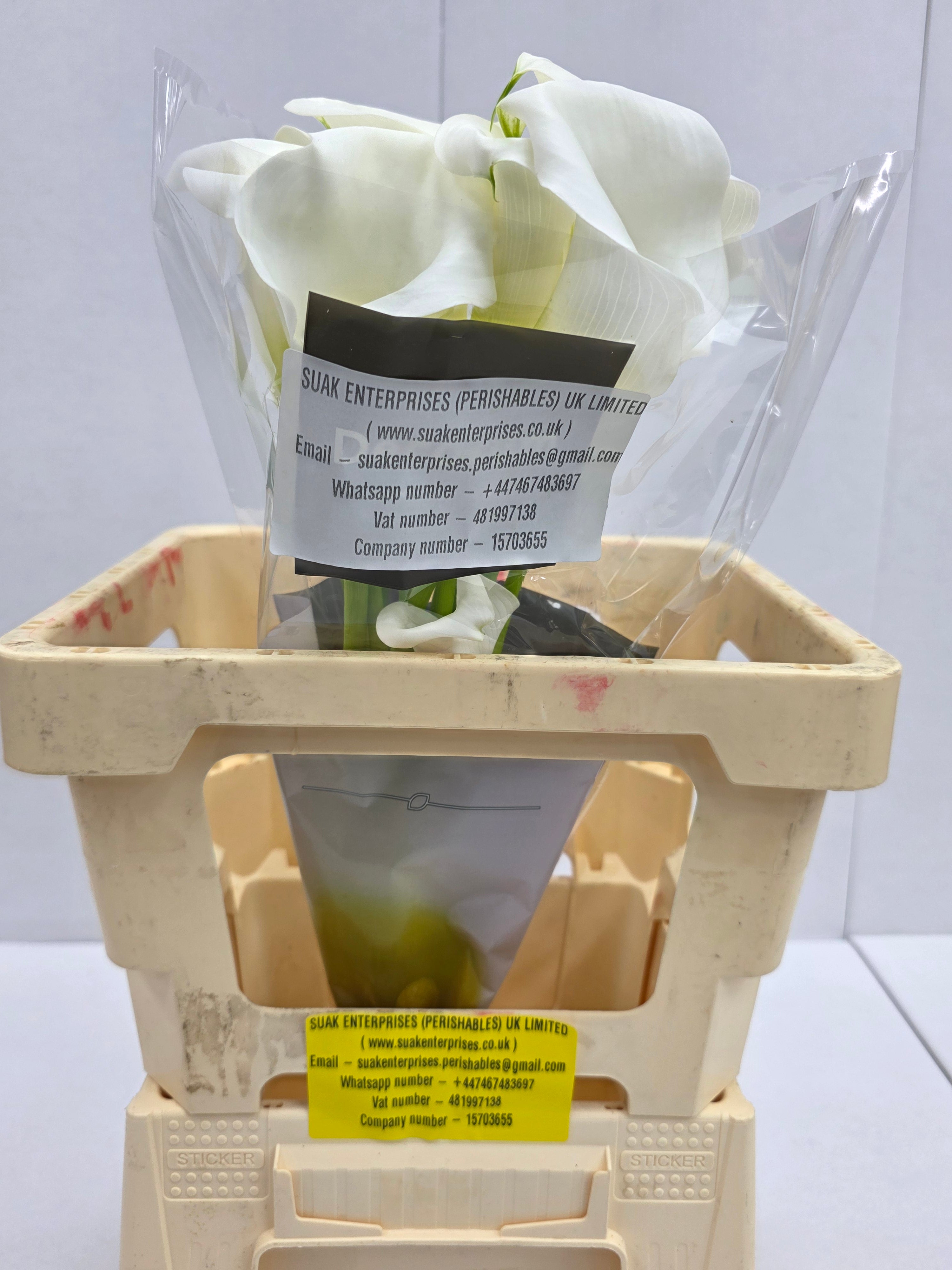 Farm Fresh Calla/Zantedeschia Ivory Art(Bunch of 10stems, length 60cm)