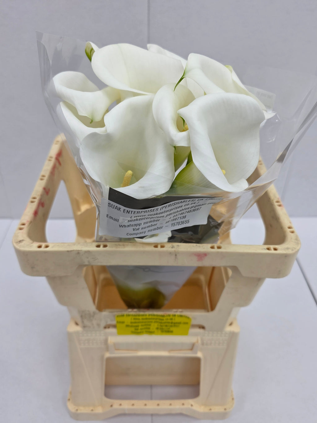Farm Fresh Calla/Zantedeschia Ivory Art(Bunch of 10stems, length 60cm)