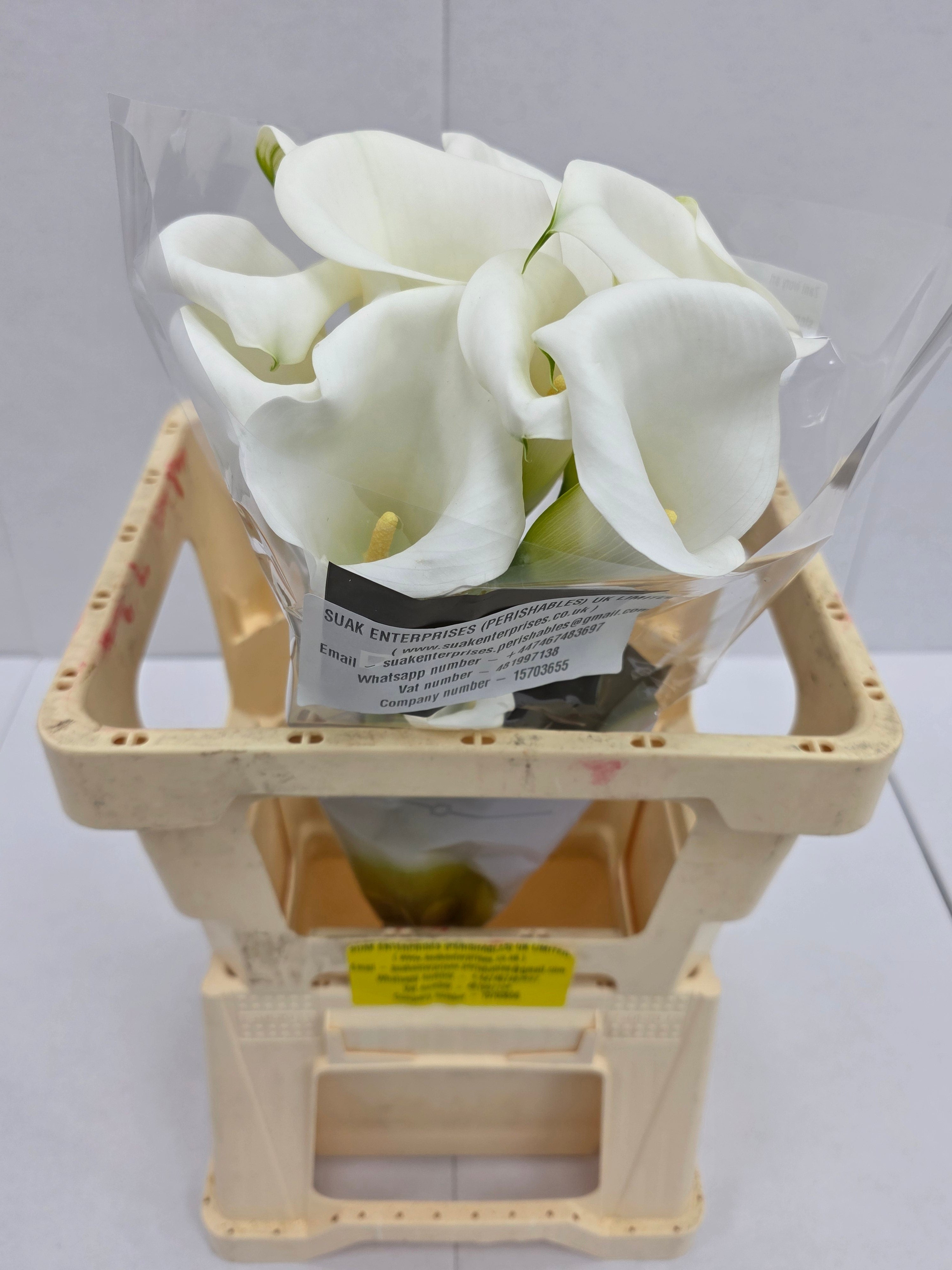 Farm Fresh Calla/Zantedeschia Ivory Art(Bunch of 10stems, length 60cm)
