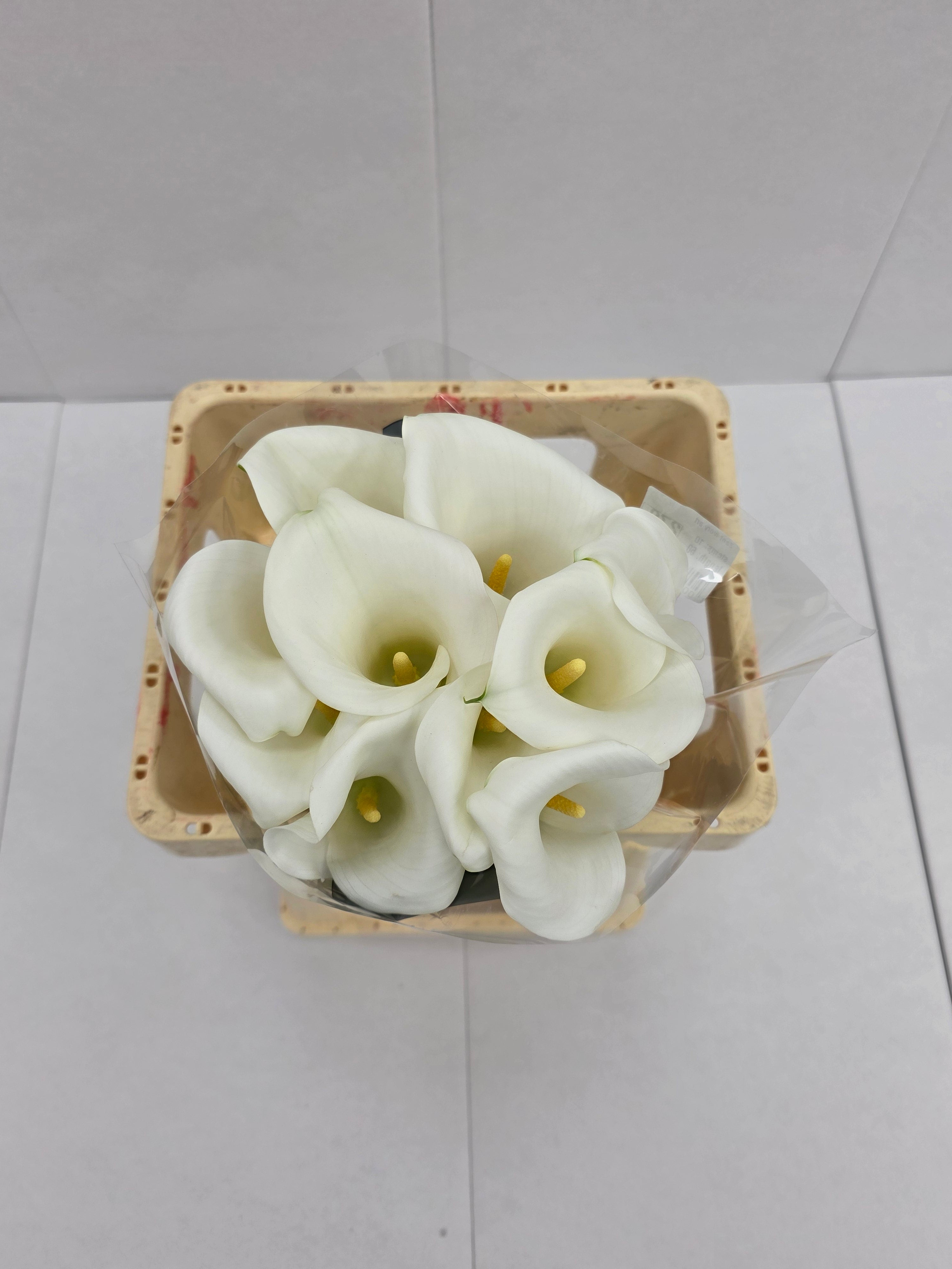 Farm Fresh Calla/Zantedeschia Ivory Art(Bunch of 10stems, length 60cm)