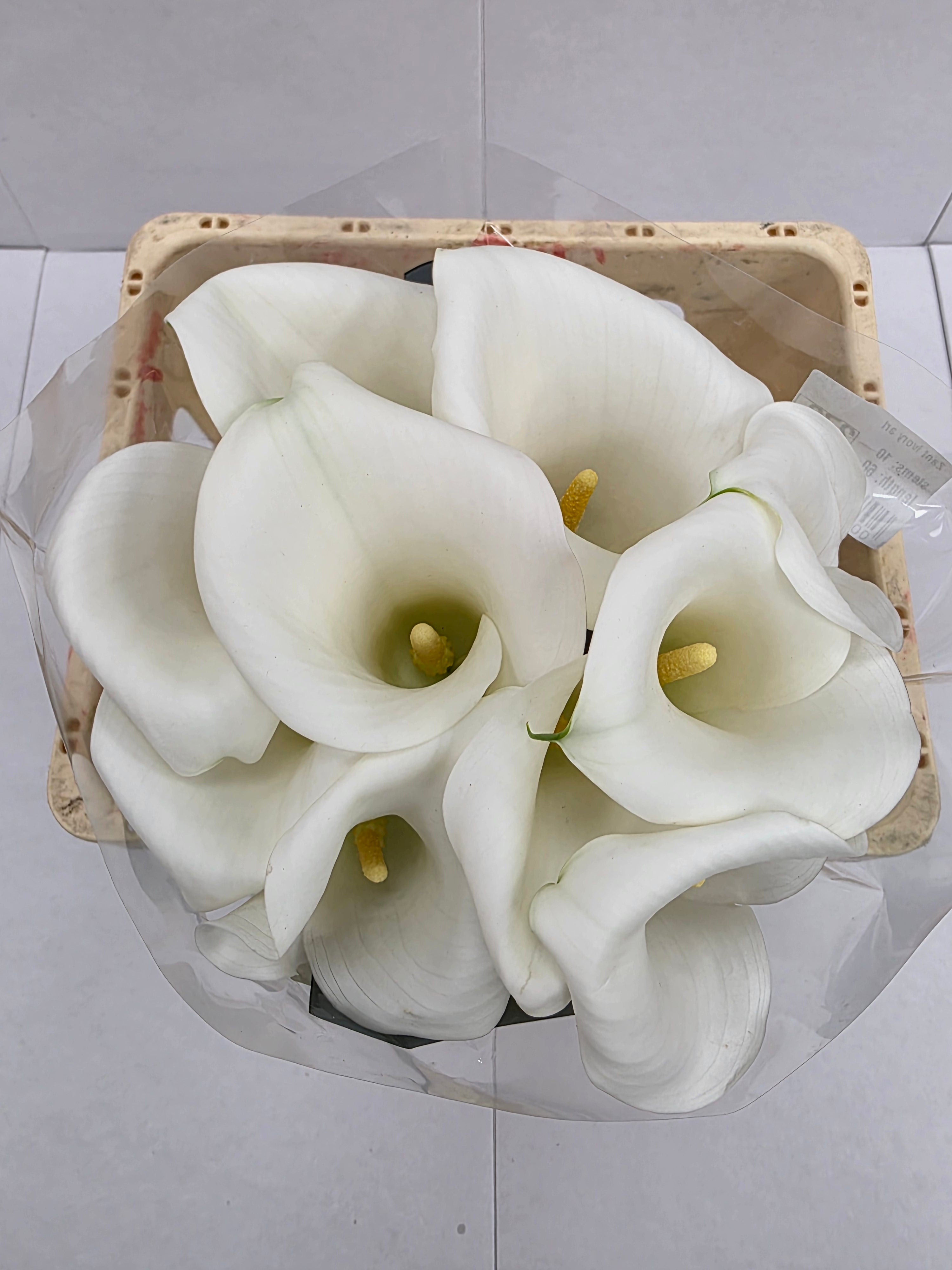 Farm Fresh Calla/Zantedeschia Ivory Art(Bunch of 10stems, length 60cm)