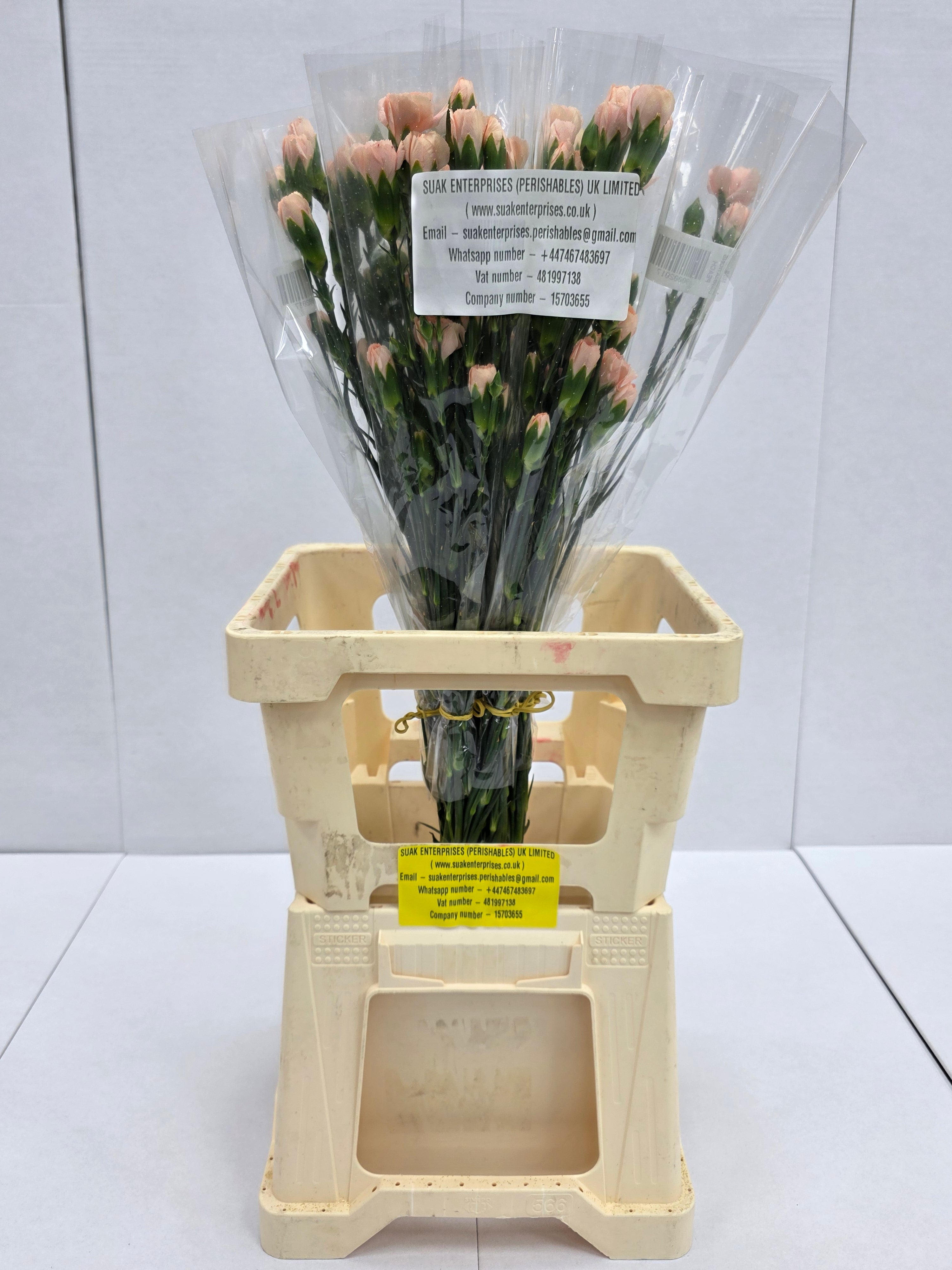 Farm Fresh Spray Carnations Peach (Bunch of 10 stems, Length 70cm)