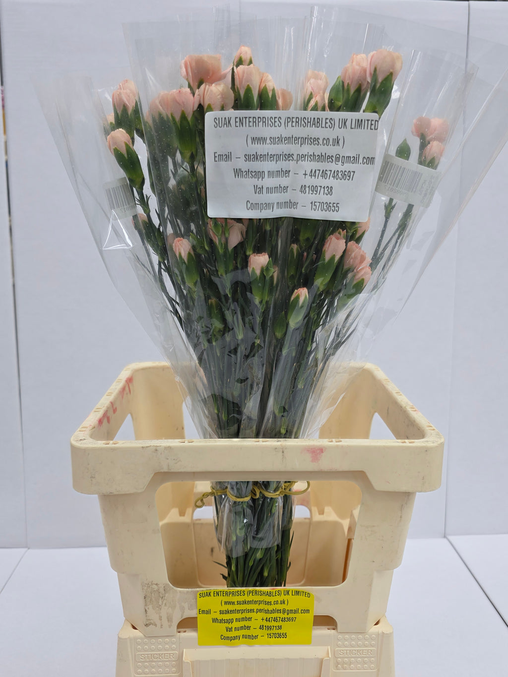 Farm Fresh Spray Carnations Peach (Bunch of 10 stems, Length 70cm)