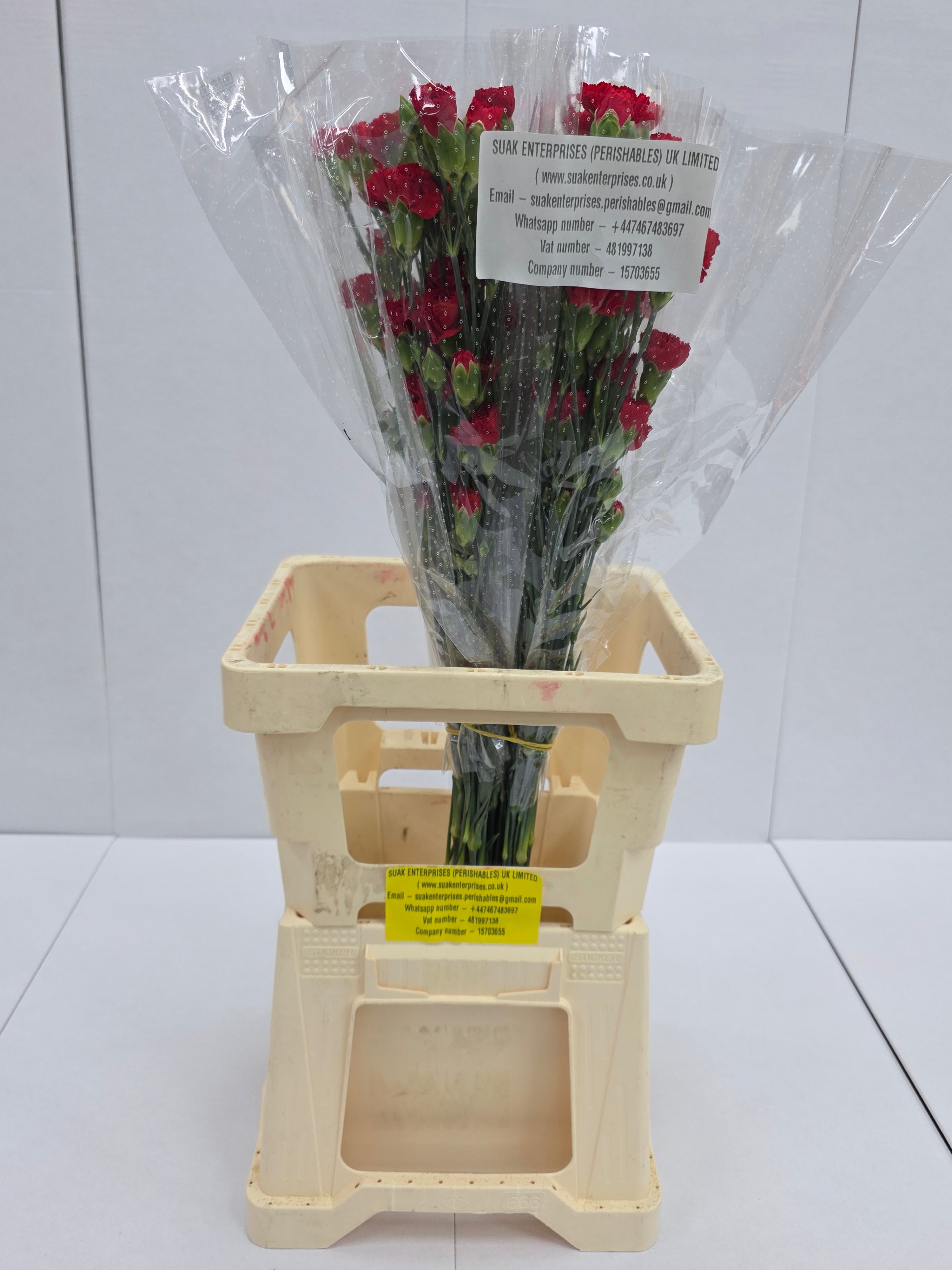 Farm Fresh Spray Carnations Red (Bunch of 25 stems, Length 70cm)