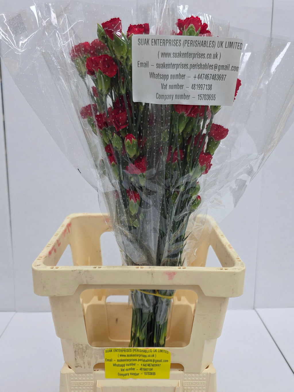 Farm Fresh Spray Carnations Red (Bunch of 25 stems, Length 70cm)