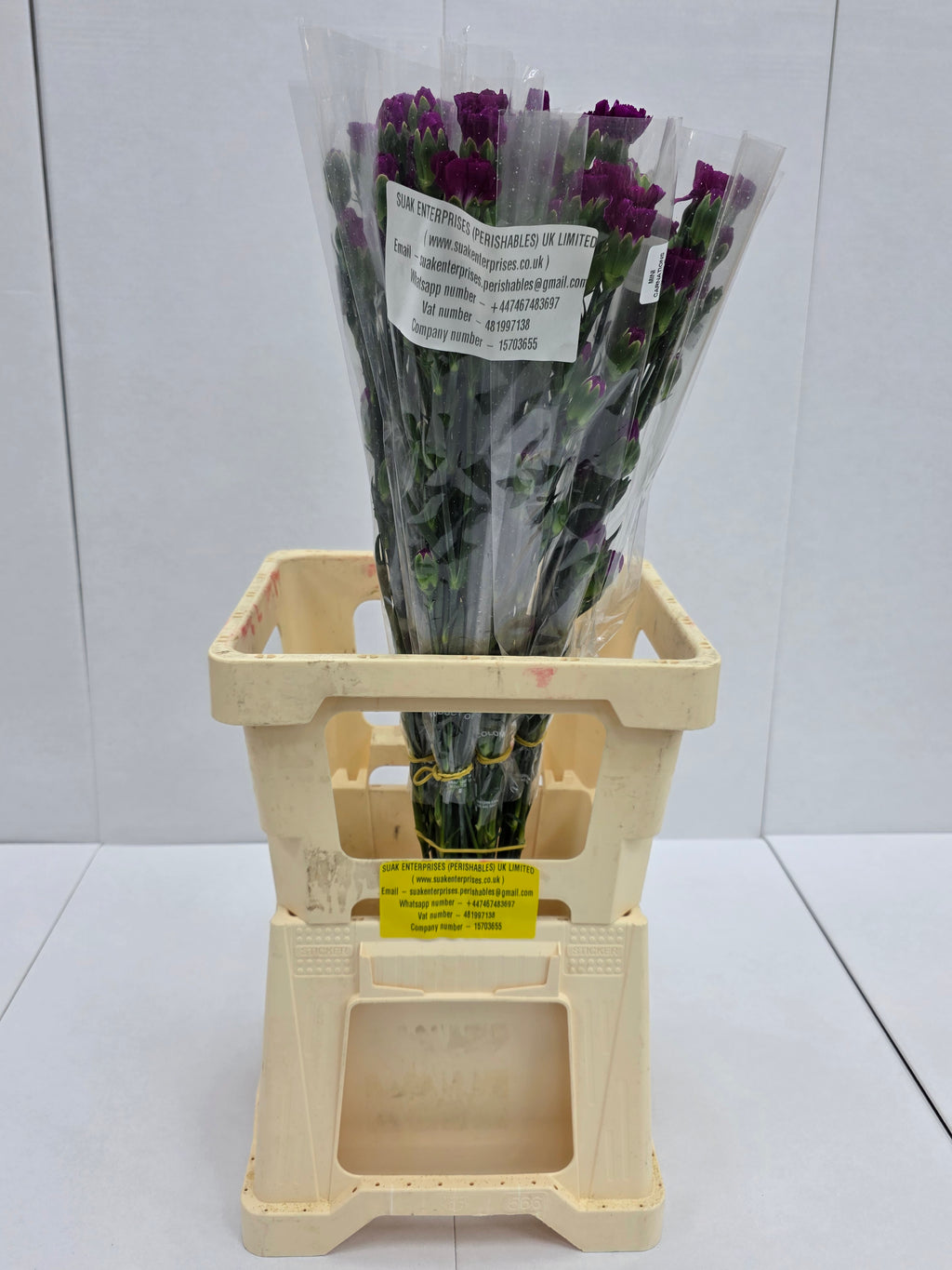Farm Fresh Spray Carnations Purple (Bunch of 25 stems, Length 70cm)