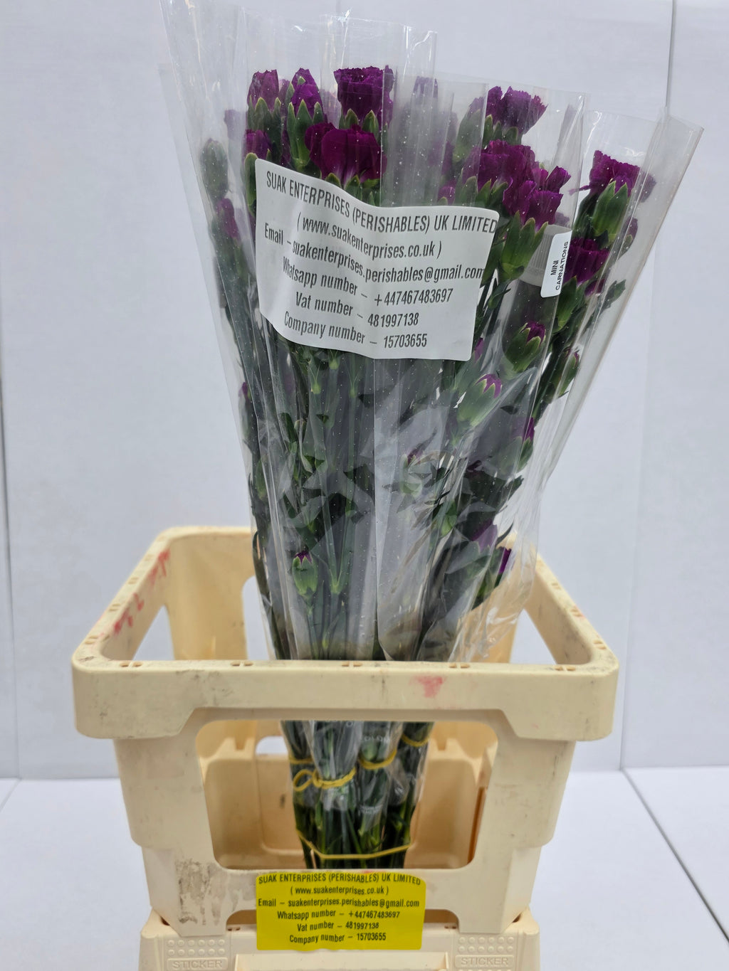 Farm Fresh Spray Carnations Purple (Bunch of 25 stems, Length 70cm)