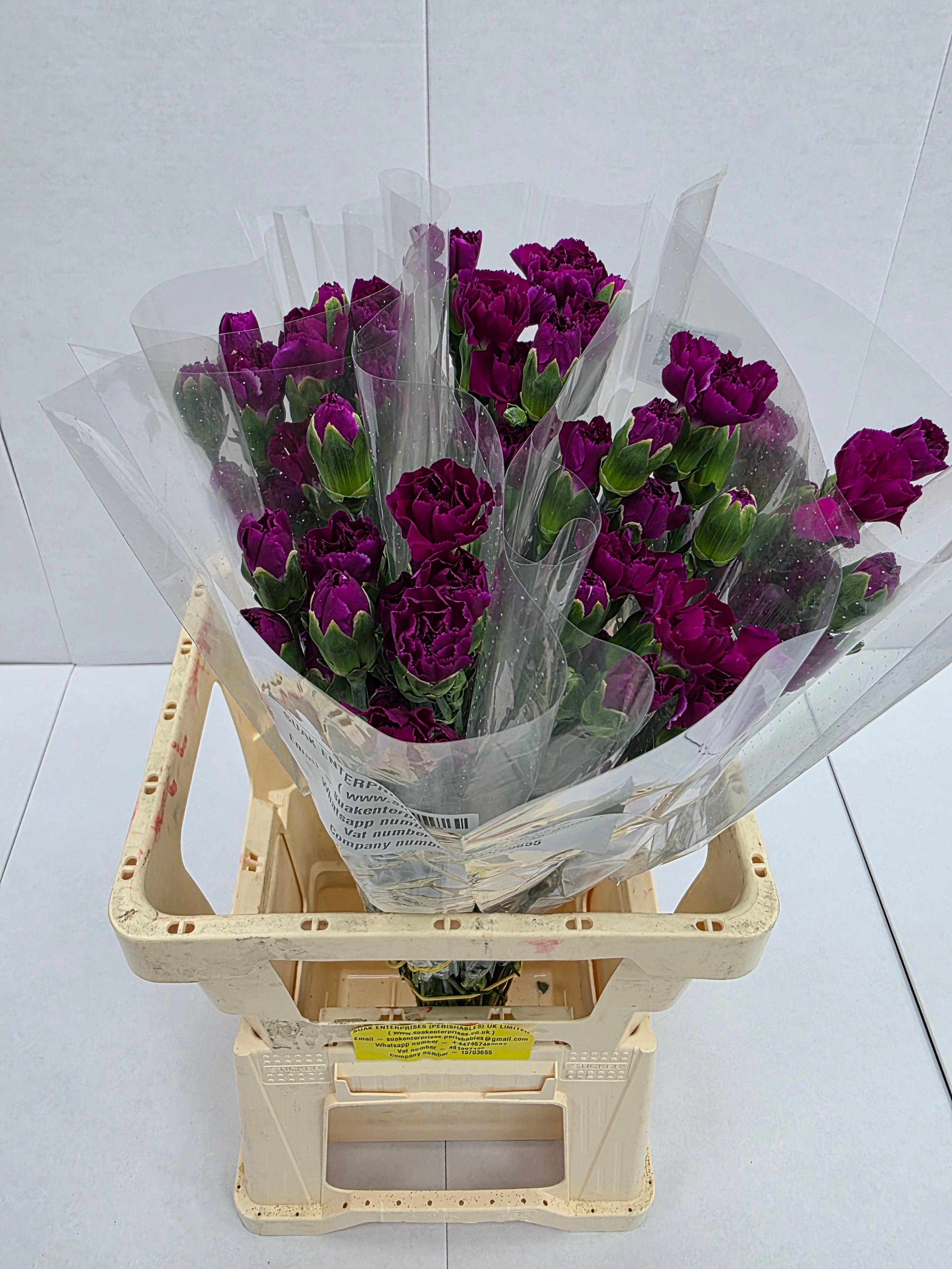 Farm Fresh Spray Carnations Purple (Bunch of 25 stems, Length 70cm)