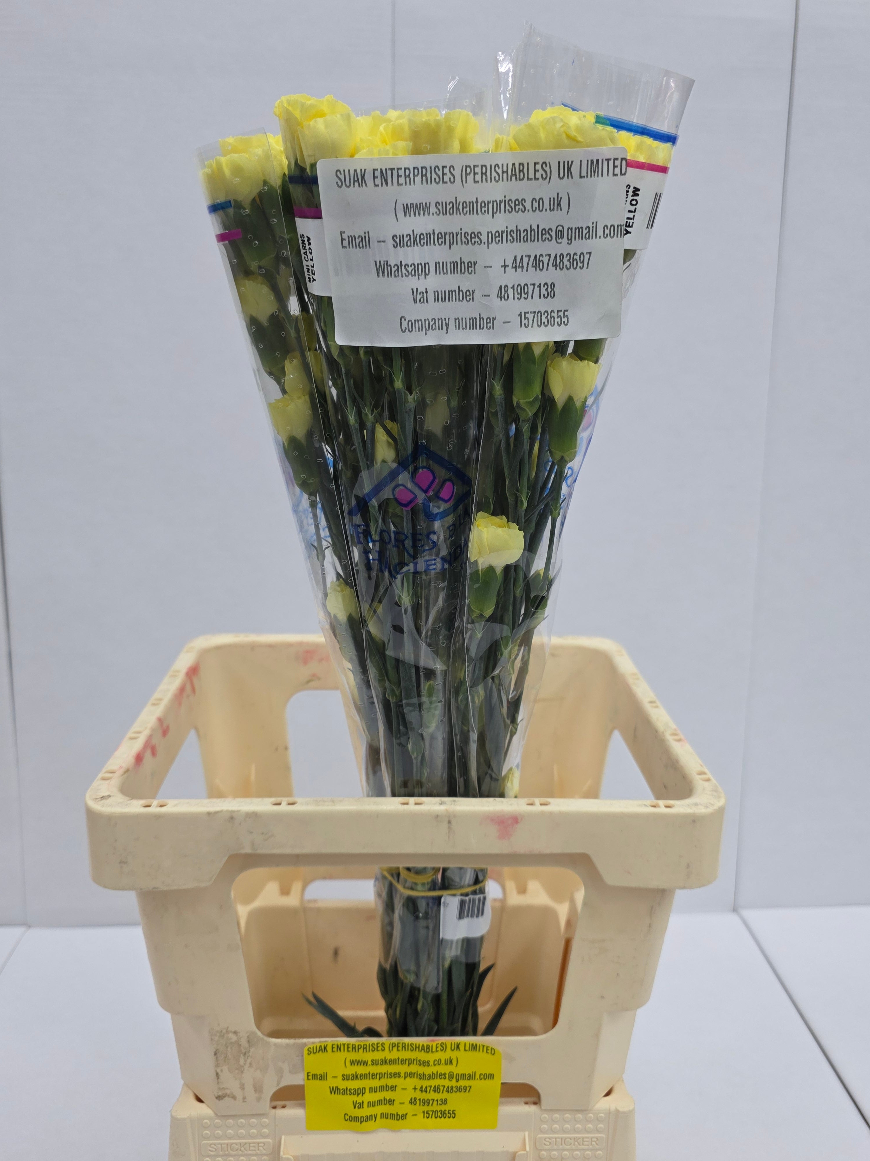 Farm Fresh Spray Carnation Yellow(Bunch of 25stems, Length 60-70cm)