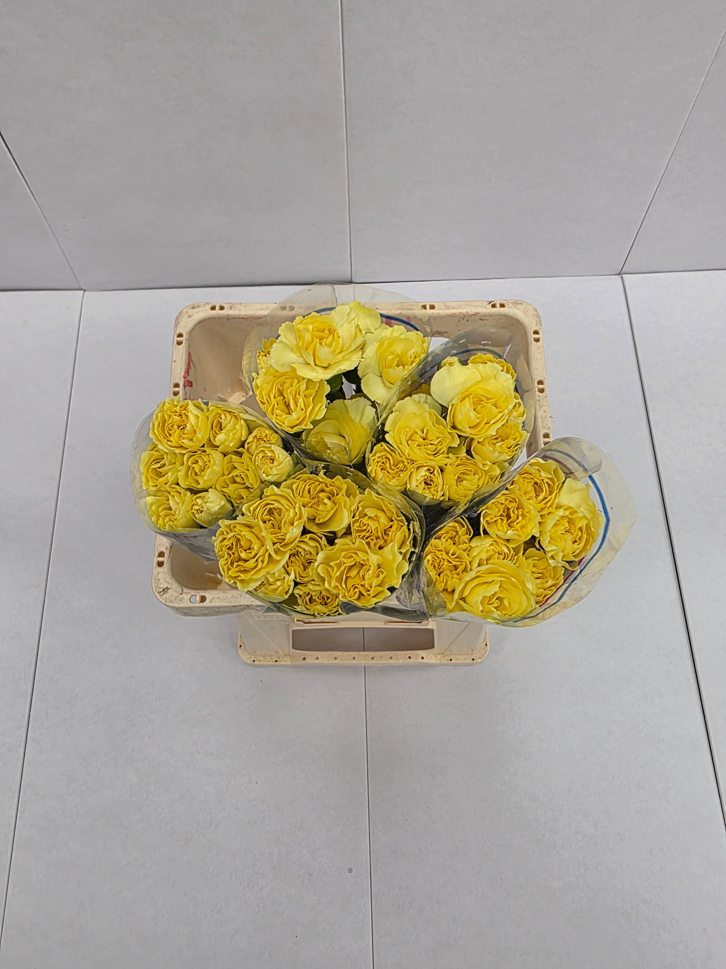 Farm Fresh Spray Carnation Yellow(Bunch of 25stems, Length 60-70cm)