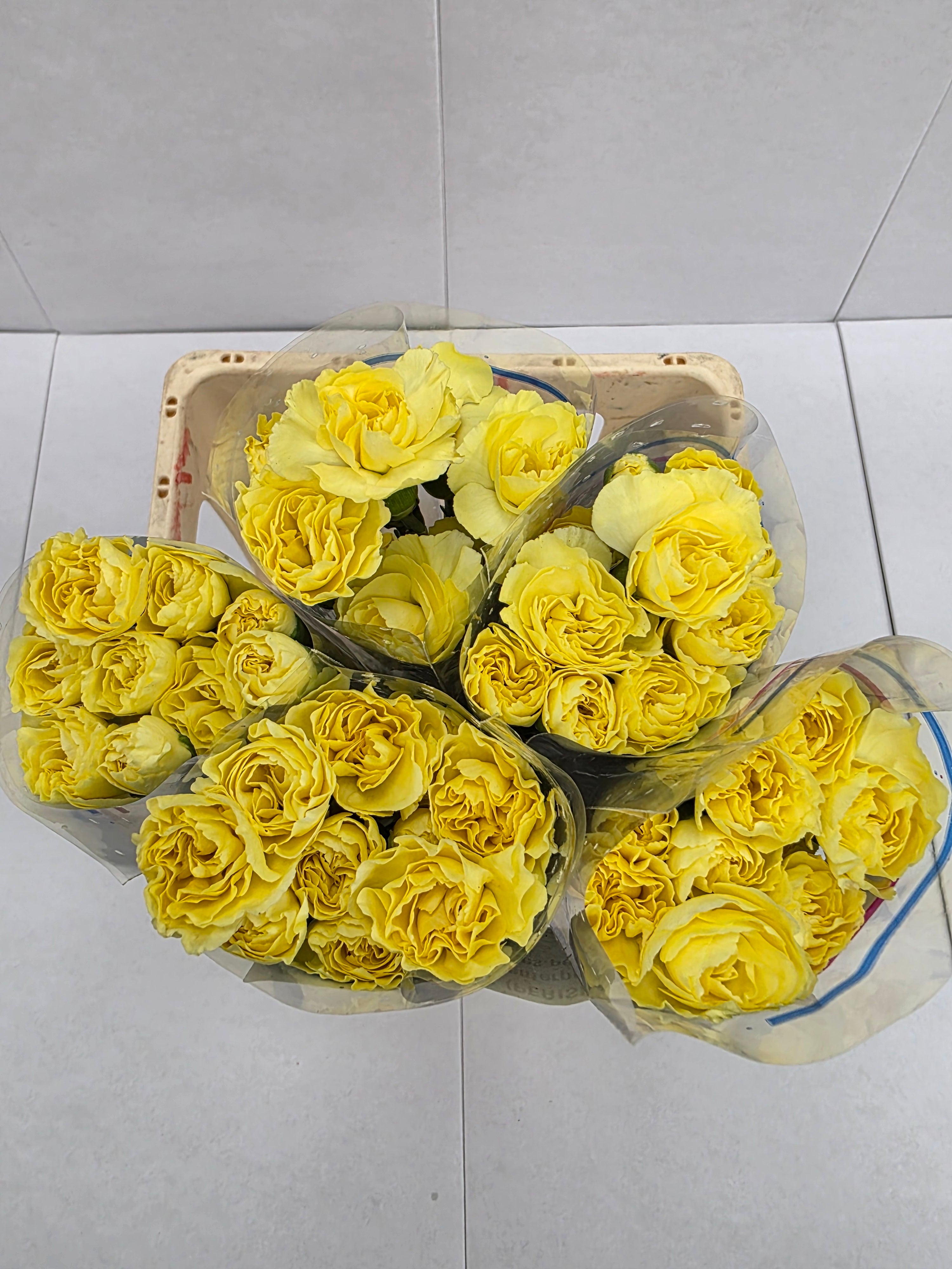 Farm Fresh Spray Carnation Yellow(Bunch of 25stems, Length 60-70cm)
