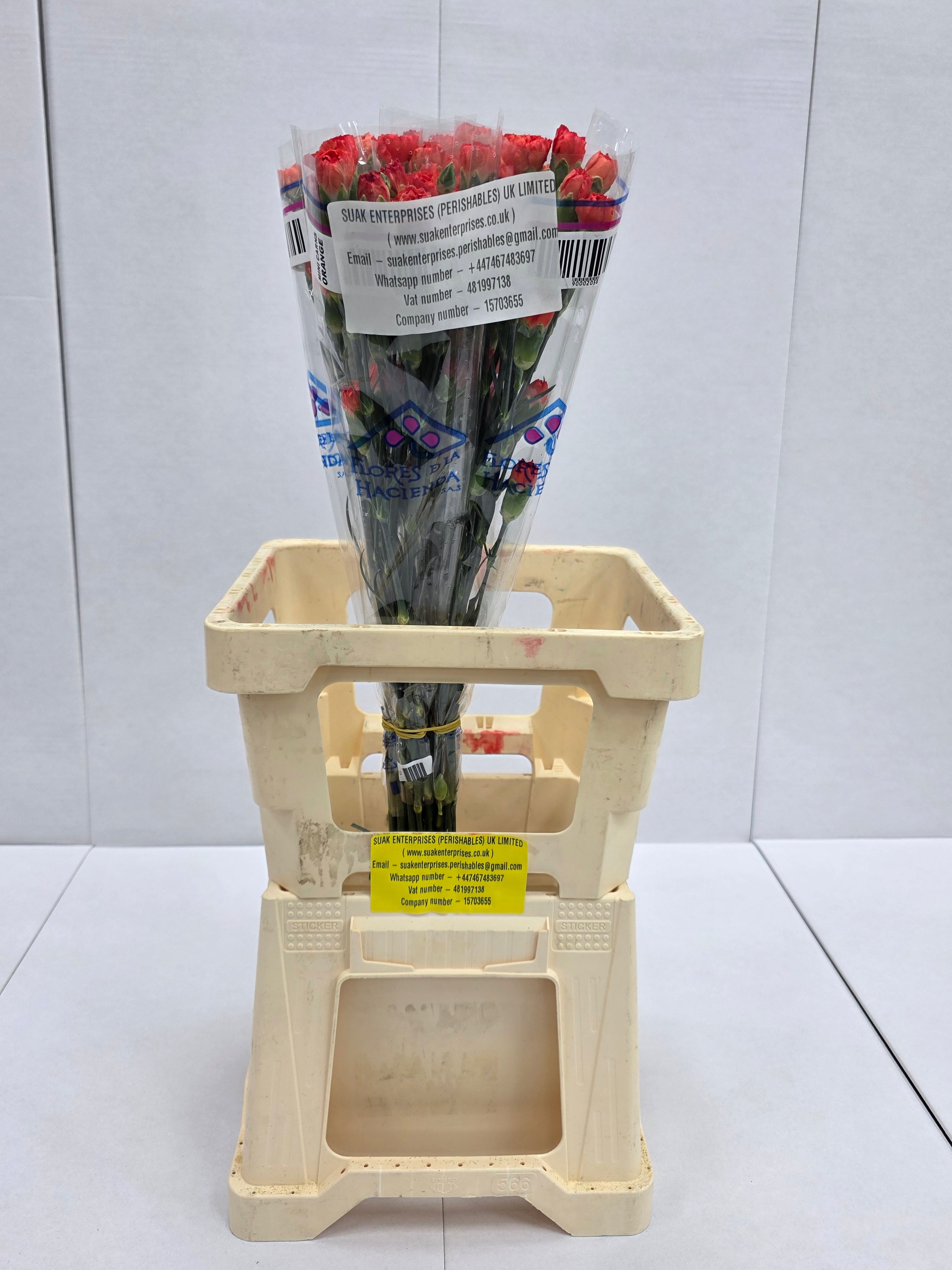 Farm Fresh Spray Carnation Orange(Bunch of 25 stems, Length 60-70cm)
