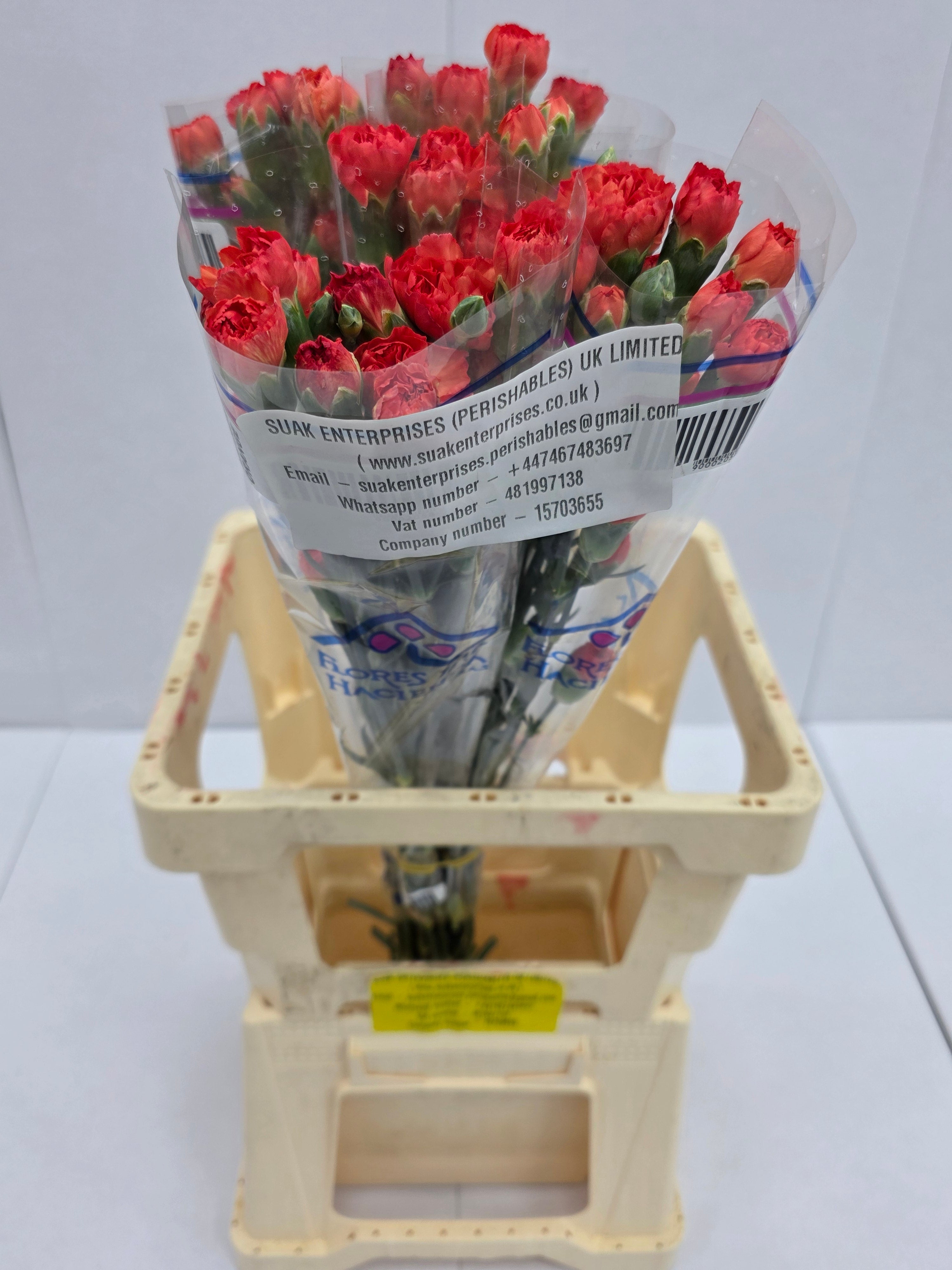 Farm Fresh Spray Carnation Orange(Bunch of 25 stems, Length 60-70cm)