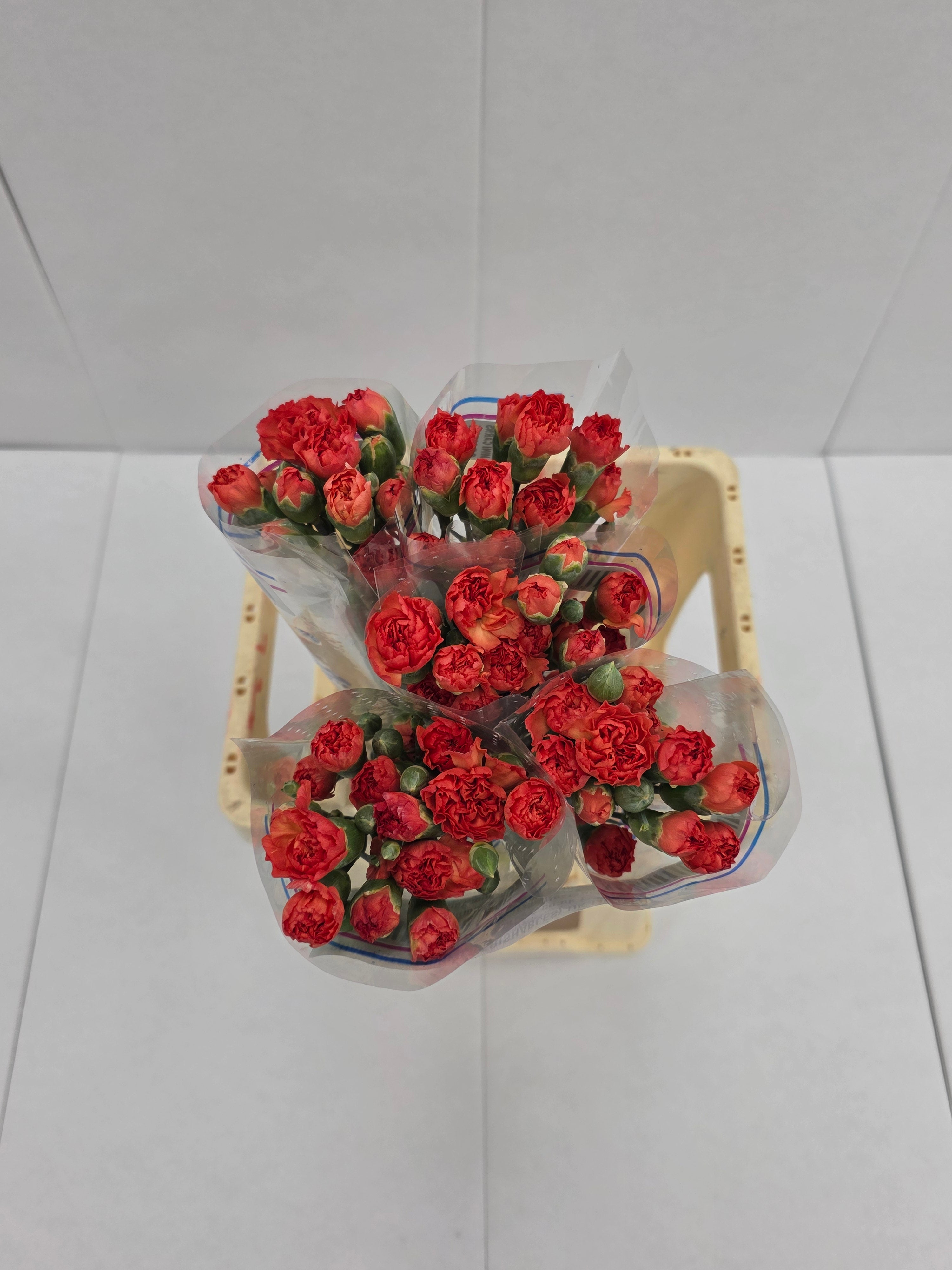 Farm Fresh Spray Carnation Orange(Bunch of 25 stems, Length 60-70cm)