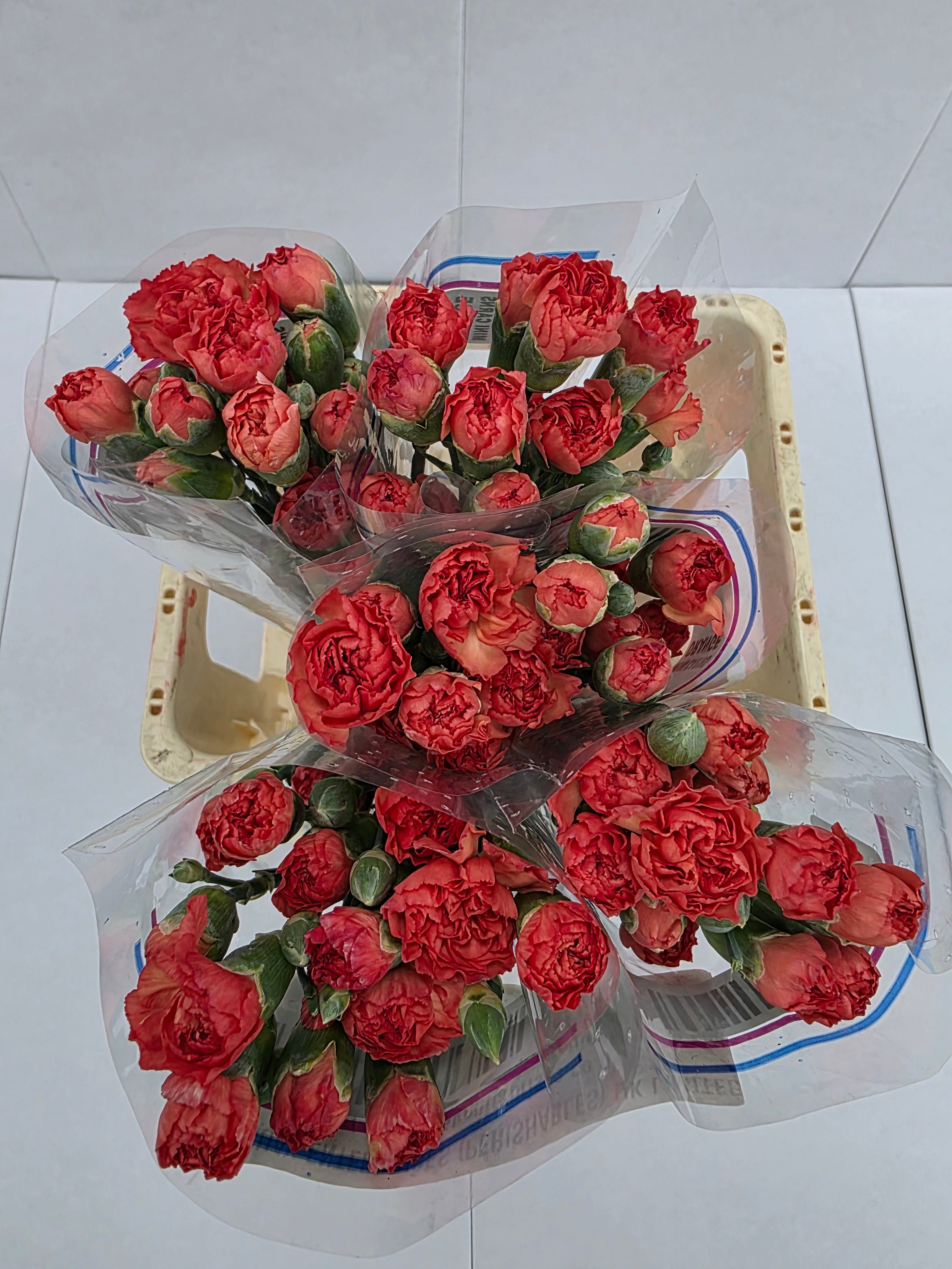 Farm Fresh Spray Carnation Orange(Bunch of 25 stems, Length 60-70cm)