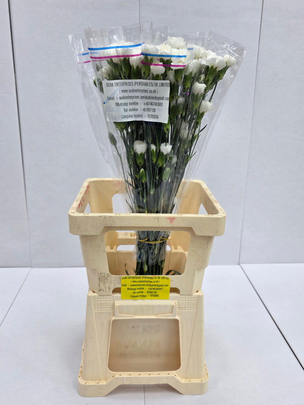 Farm Fresh Spray Carnations White (Bunch of 25 stems, Length 70cm)