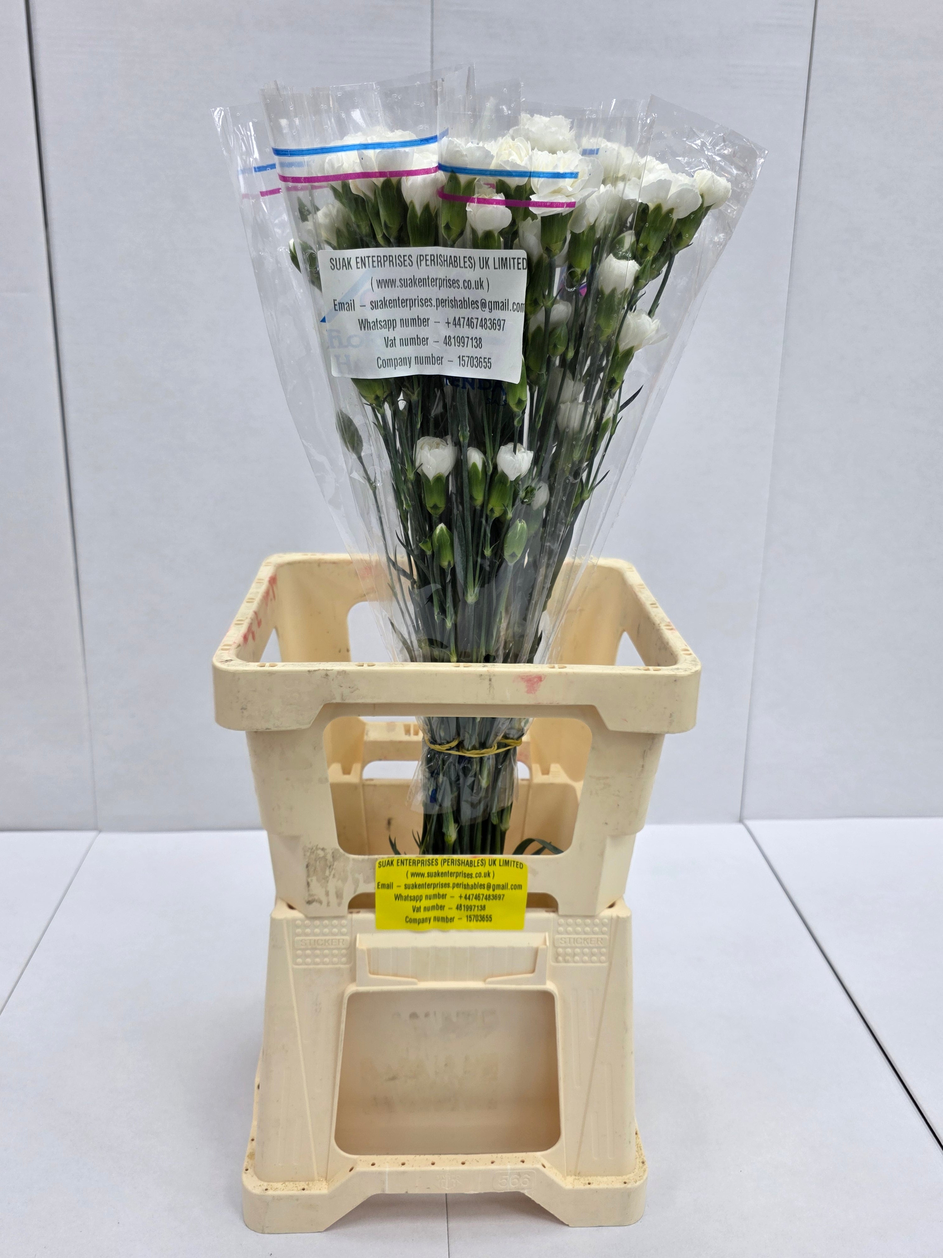 Farm Fresh Spray Carnations White (Bunch of 25 stems, Length 70cm)