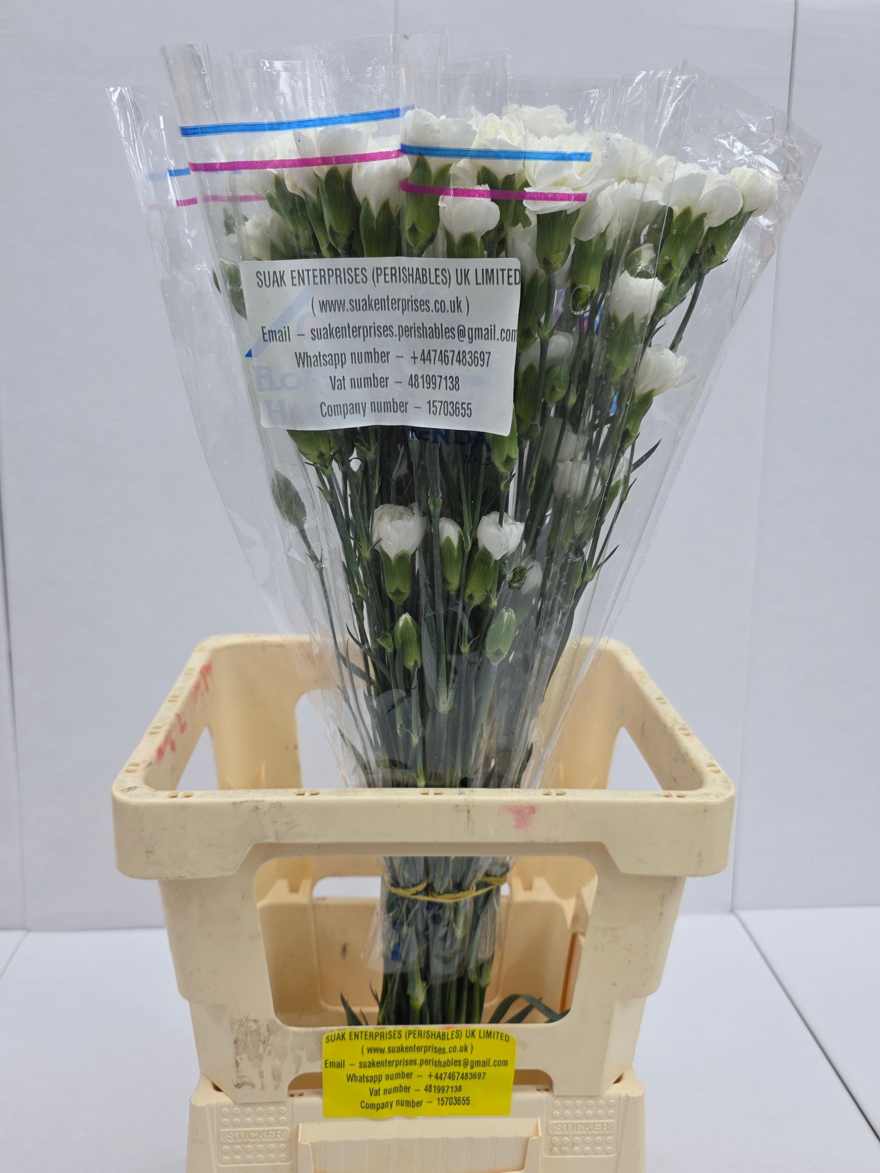 Farm Fresh Spray Carnations White (Bunch of 25 stems, Length 70cm)