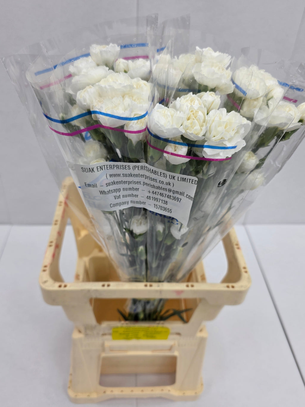 Farm Fresh Spray Carnations White (Bunch of 25 stems, Length 70cm)