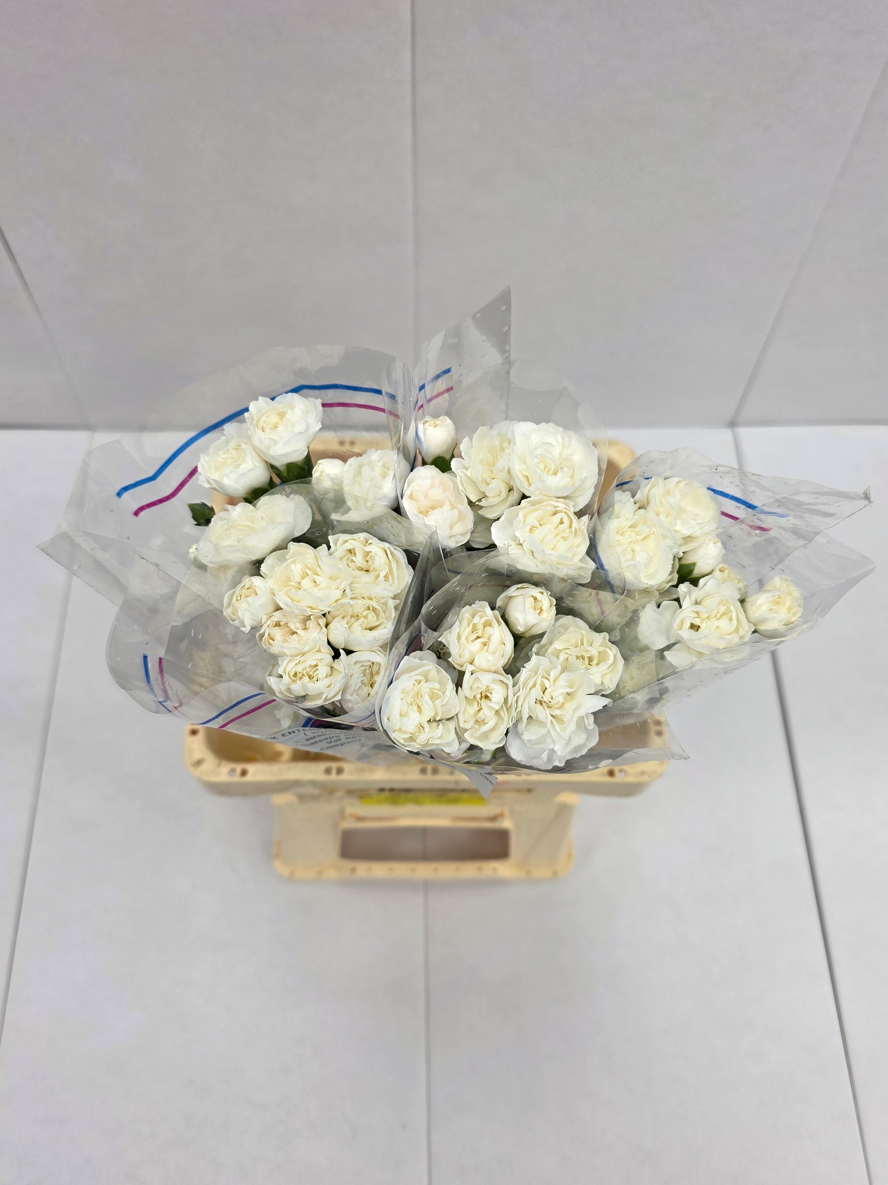 Farm Fresh Spray Carnations White (Bunch of 25 stems, Length 70cm)
