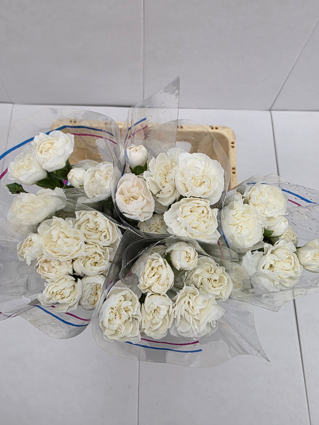 Farm Fresh Spray Carnations White (Bunch of 25 stems, Length 70cm)