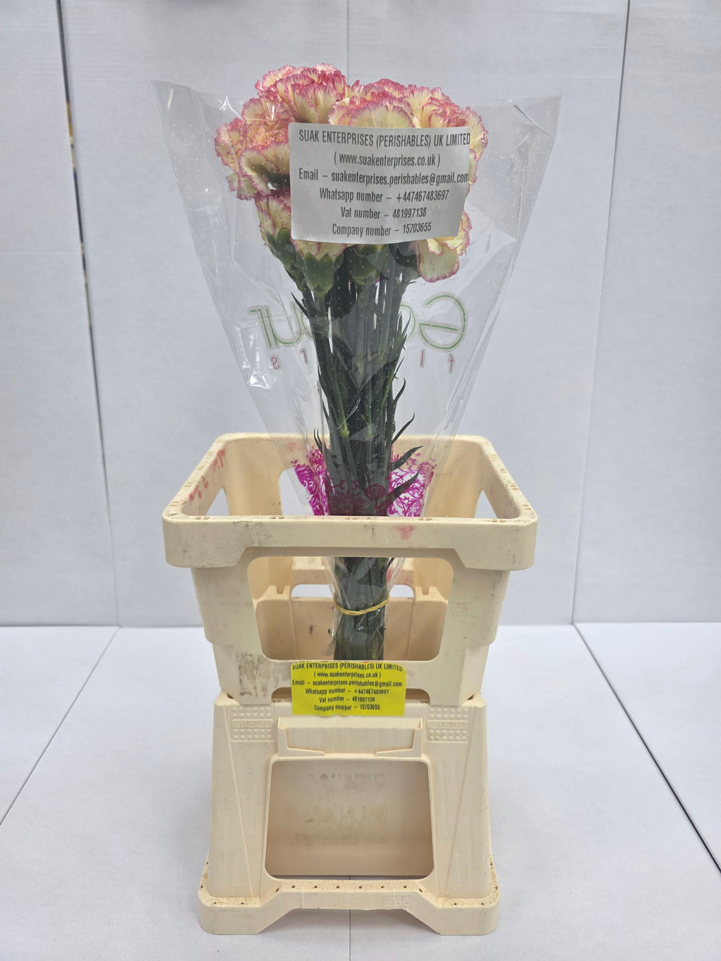 Farm Fresh Carnation Alibaba(Bunch of 20stems, Length 70cm)