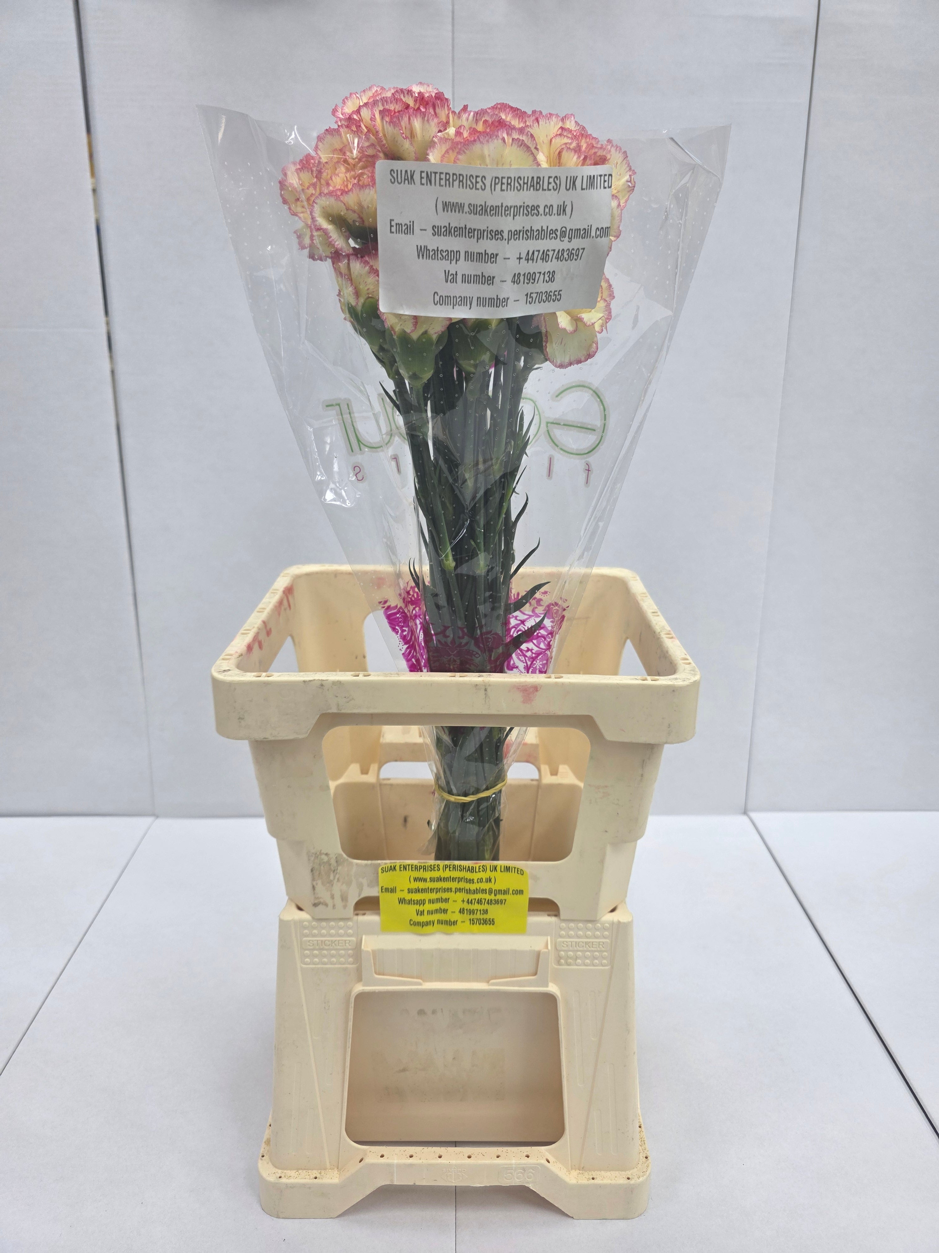 Farm Fresh Carnation Alibaba(Bunch of 20stems, Length 70cm)