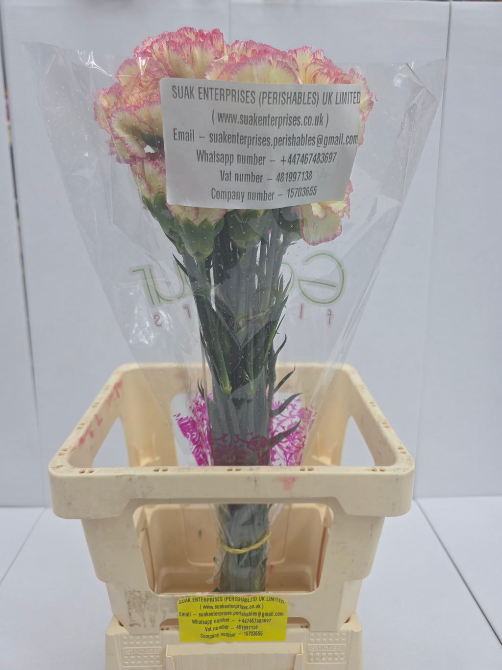 Farm Fresh Carnation Alibaba(Bunch of 20stems, Length 70cm)