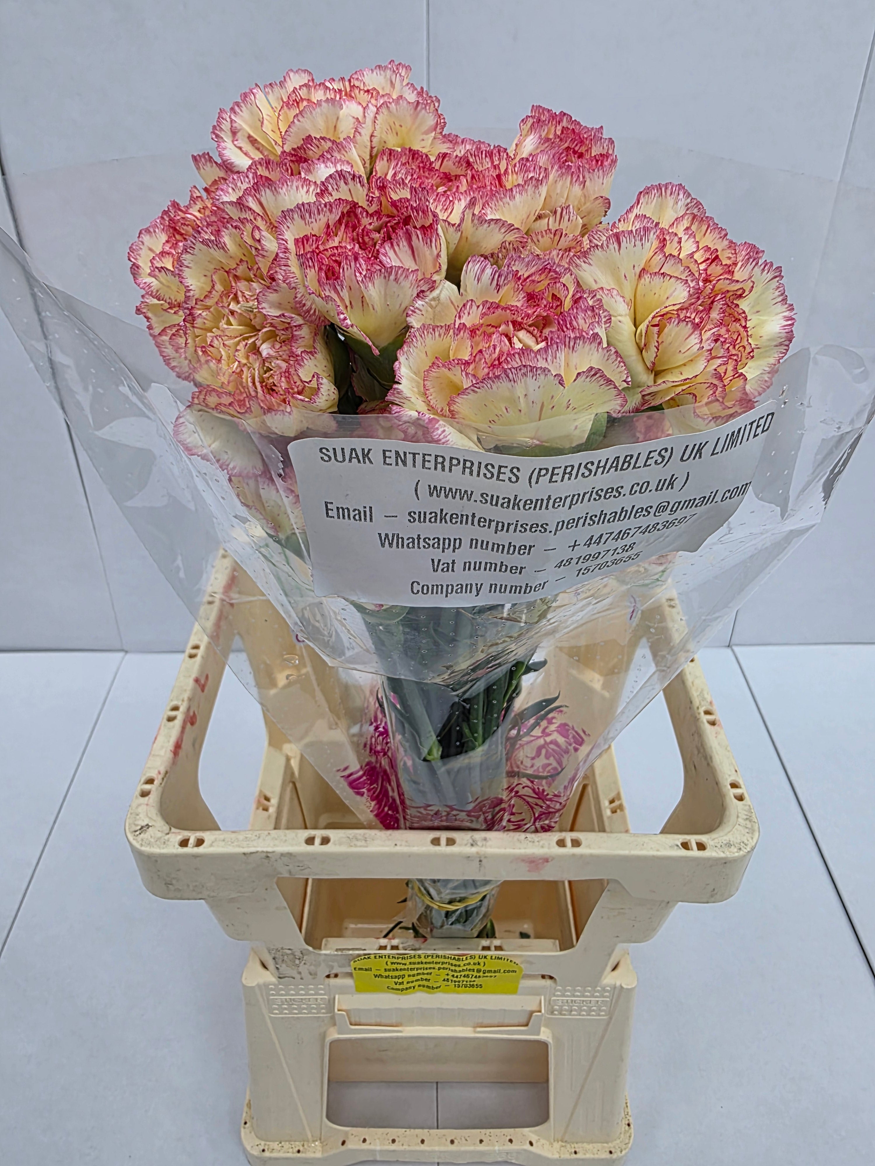 Farm Fresh Carnation Alibaba(Bunch of 20stems, Length 70cm)