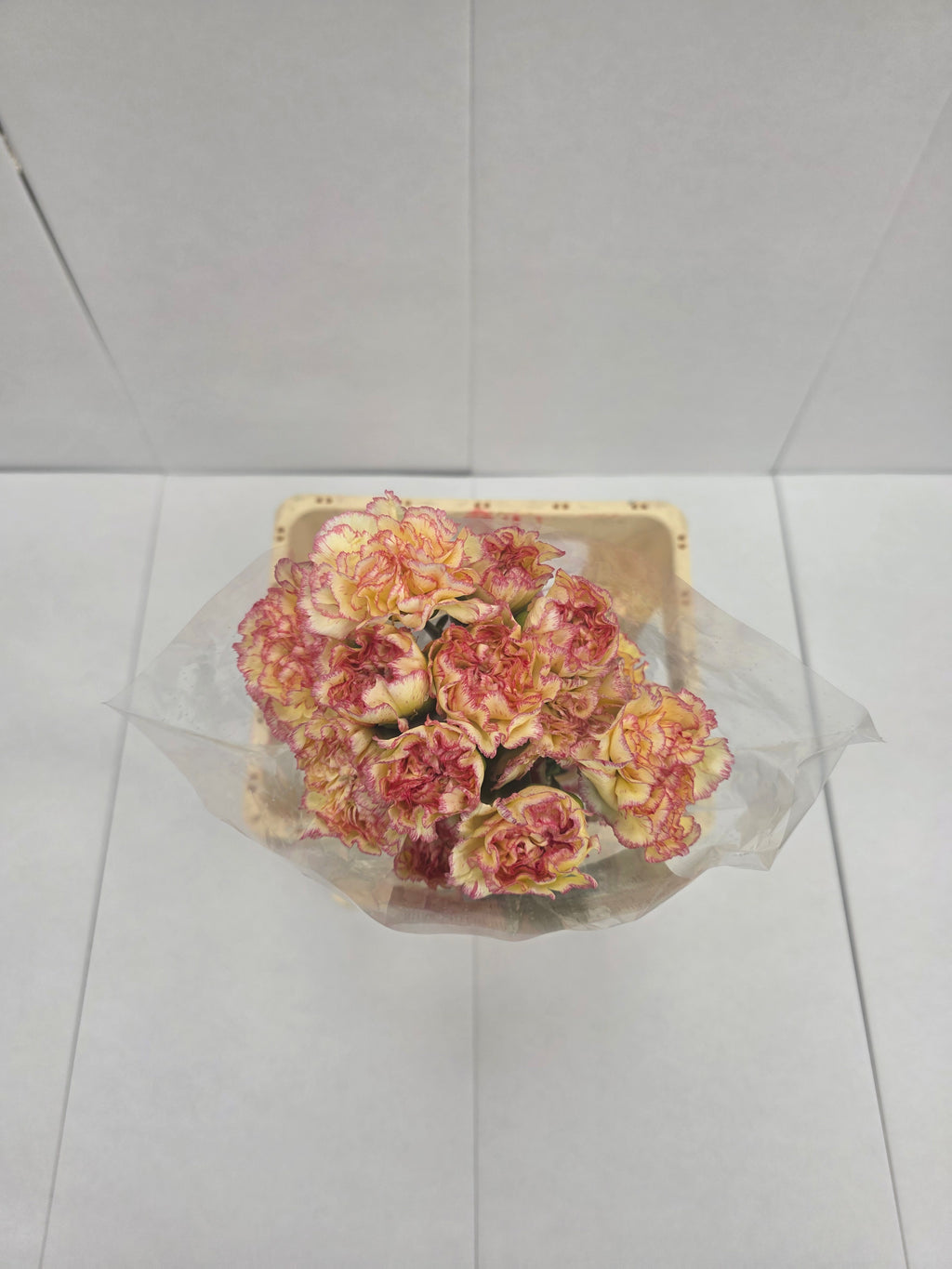 Farm Fresh Carnation Alibaba(Bunch of 20stems, Length 70cm)