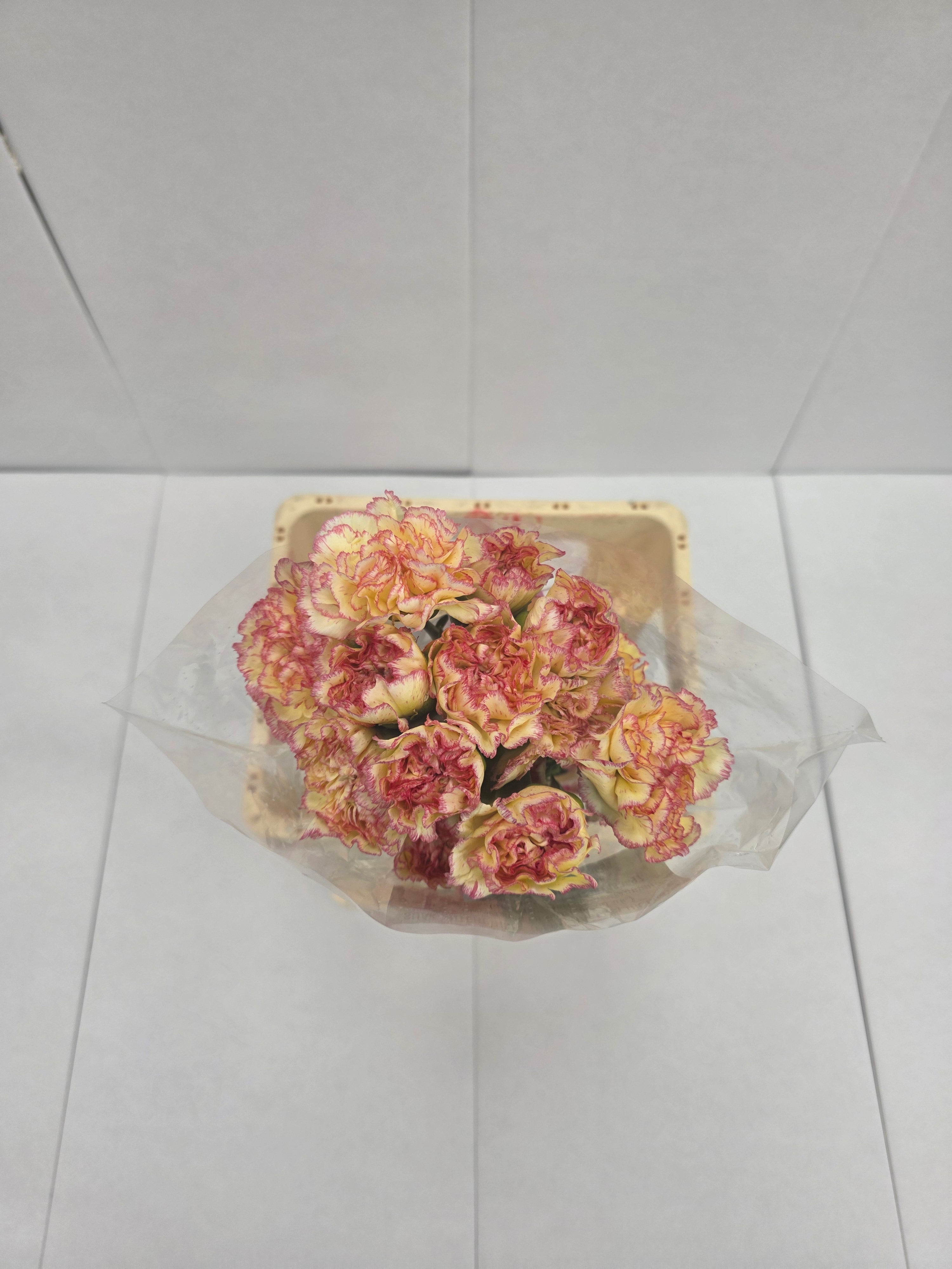 Farm Fresh Carnation Alibaba(Bunch of 20stems, Length 70cm)