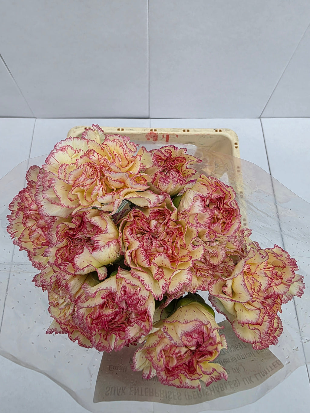 Farm Fresh Carnation Alibaba(Bunch of 20stems, Length 70cm)