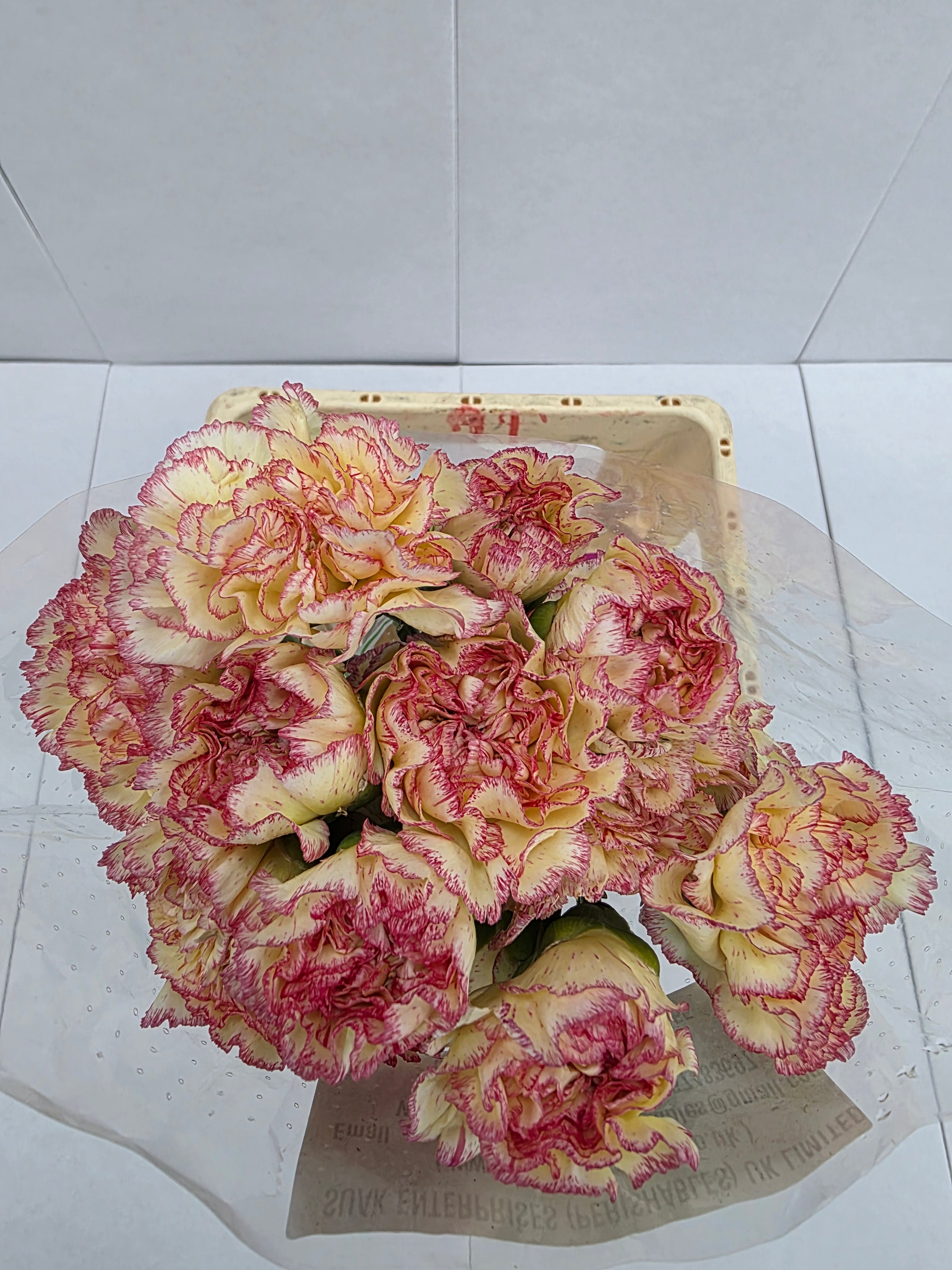 Farm Fresh Carnation Alibaba(Bunch of 20stems, Length 70cm)