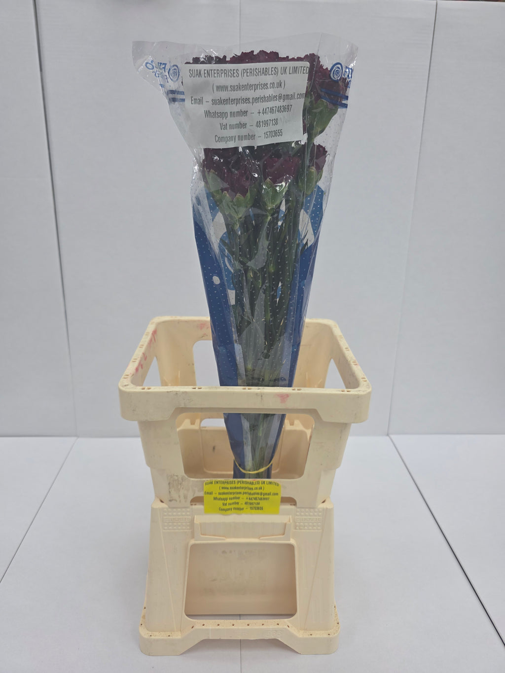 Farm Fresh Carnation Burgundy(Bunch of 25 stems, Length 70cm)