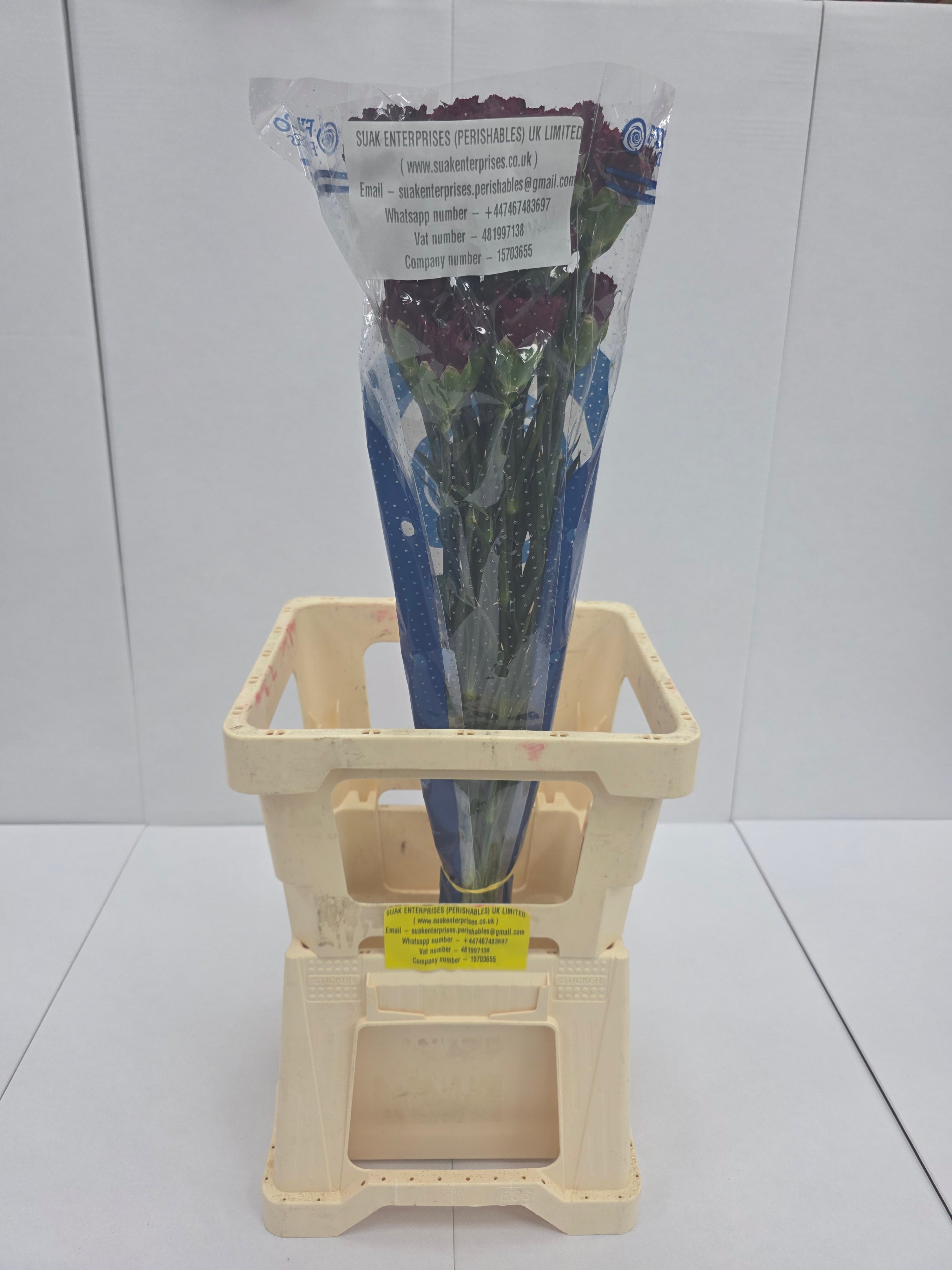Farm Fresh Carnation Burgandy (Bunch of 25 stems, Length 70cm)