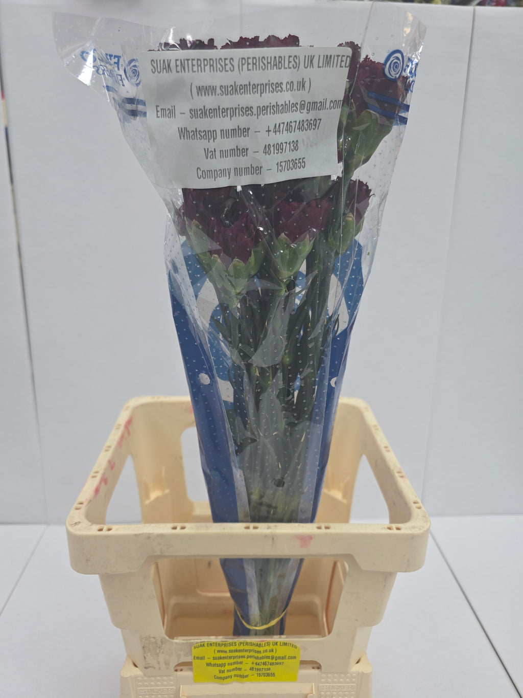 Farm Fresh Carnation Burgandy (Bunch of 25 stems, Length 70cm)