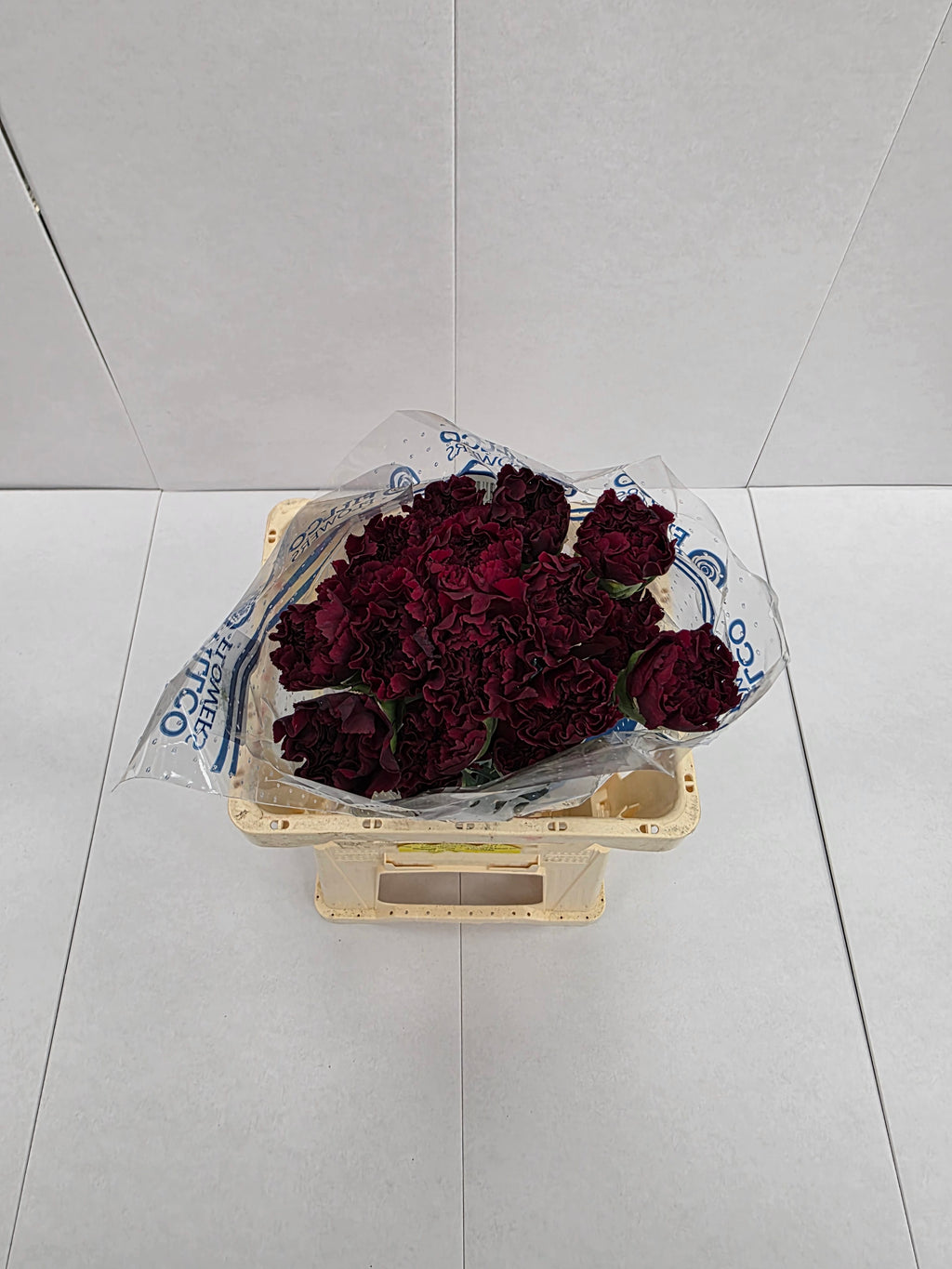 Farm Fresh Carnation Burgundy(Bunch of 25 stems, Length 70cm)