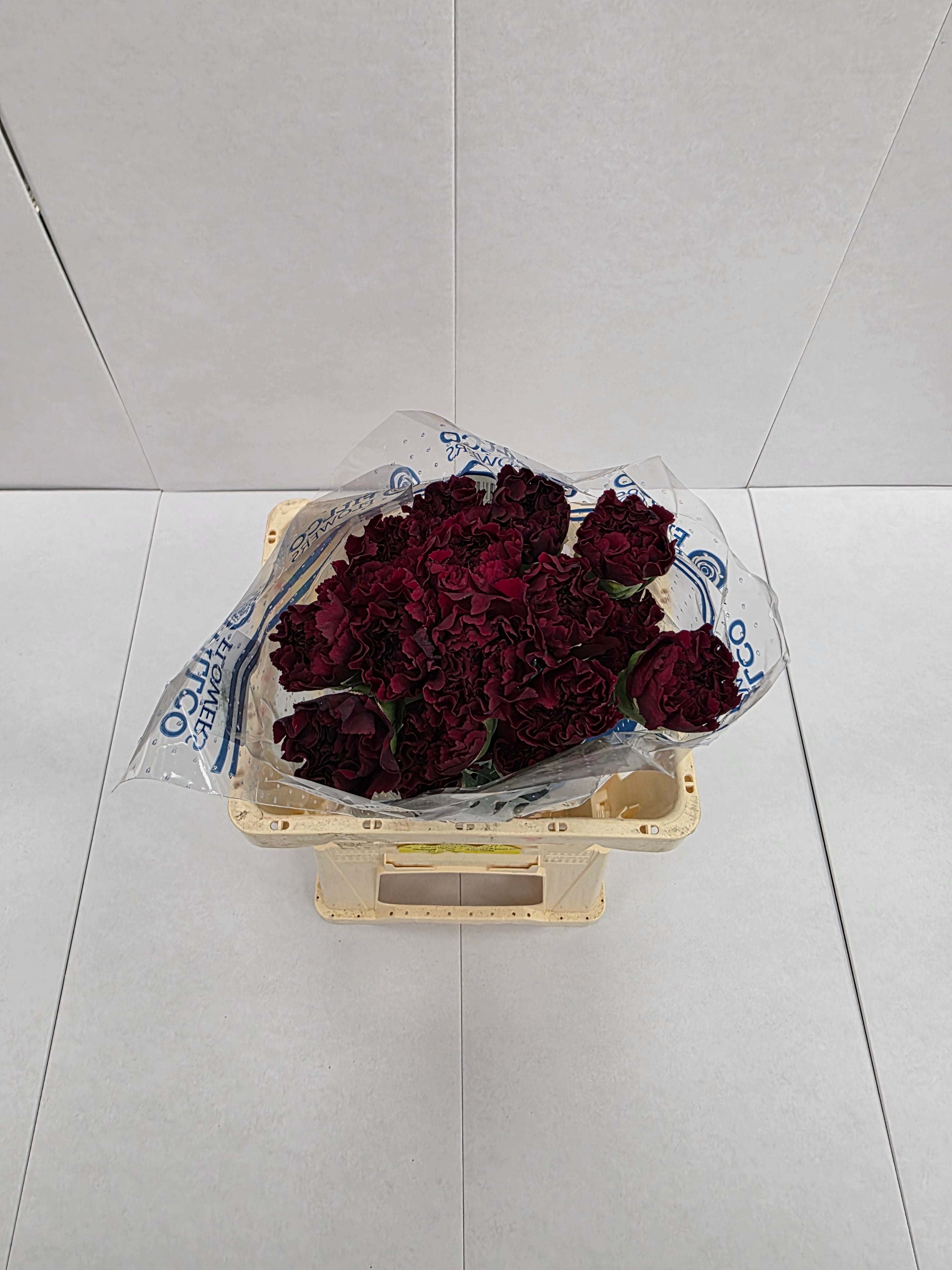 Farm Fresh Carnation Burgandy (Bunch of 25 stems, Length 70cm)